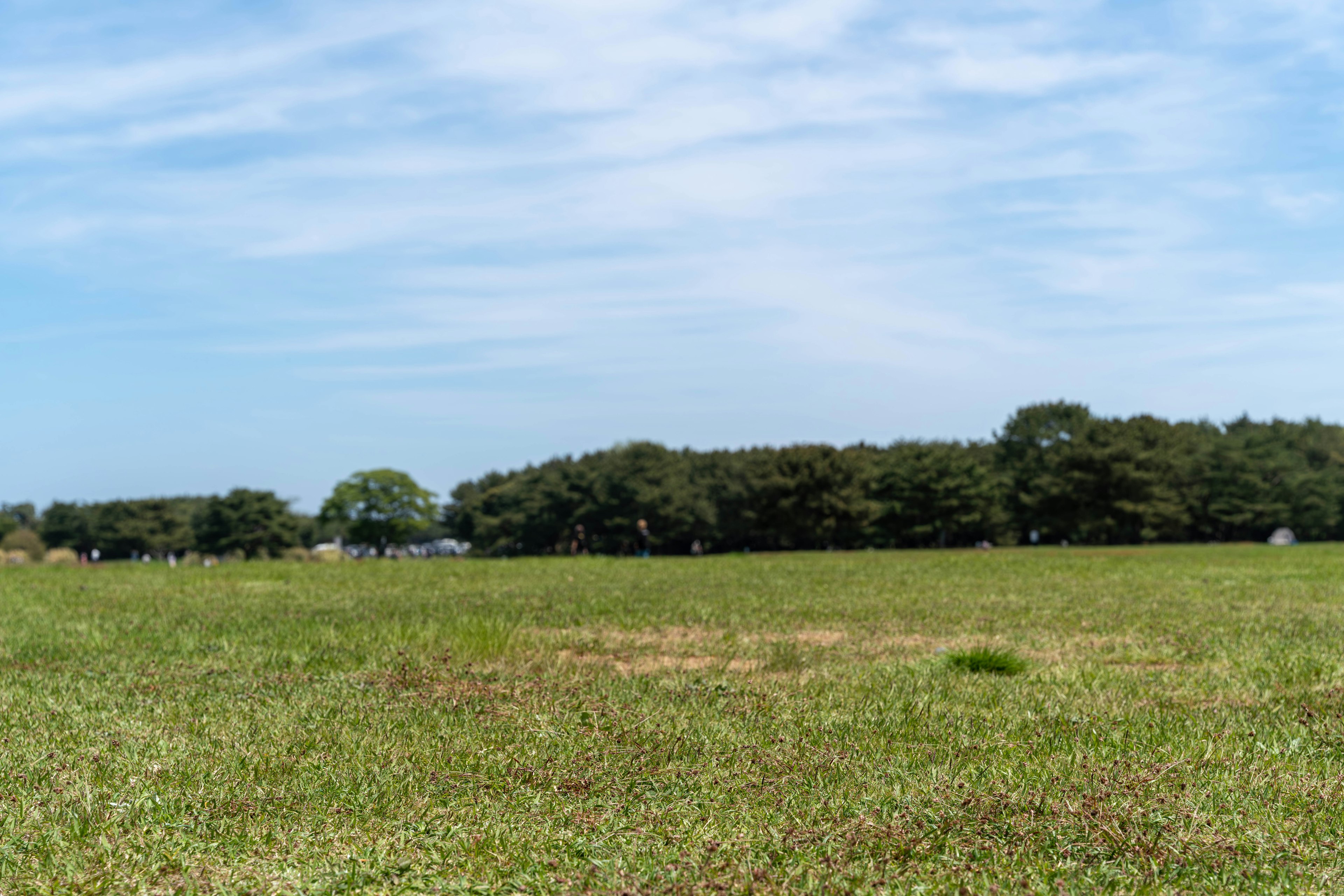 Expansive grassy field surrounded by trees under a blue sky