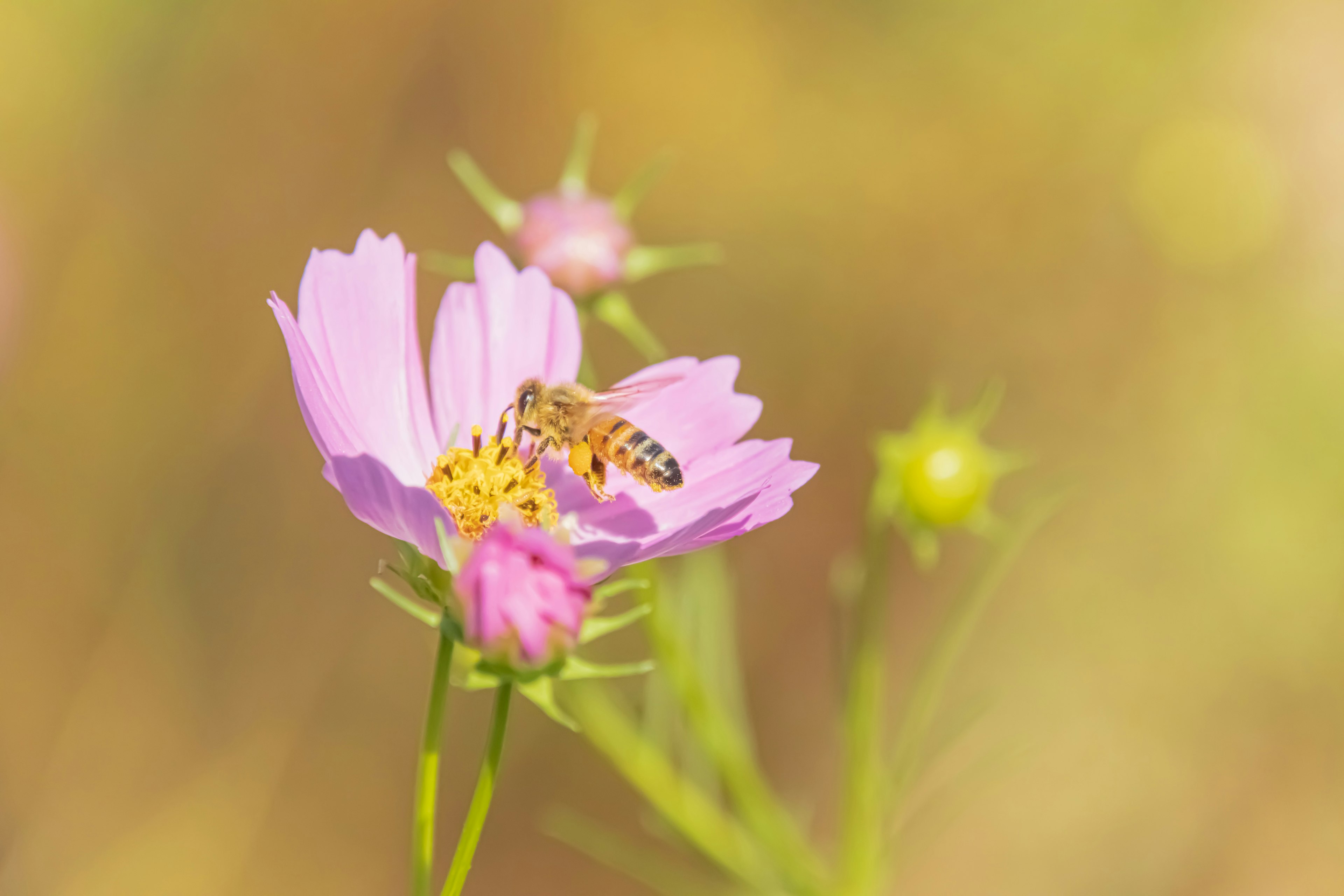 蜜蜂停在粉色花朵上，背景柔和