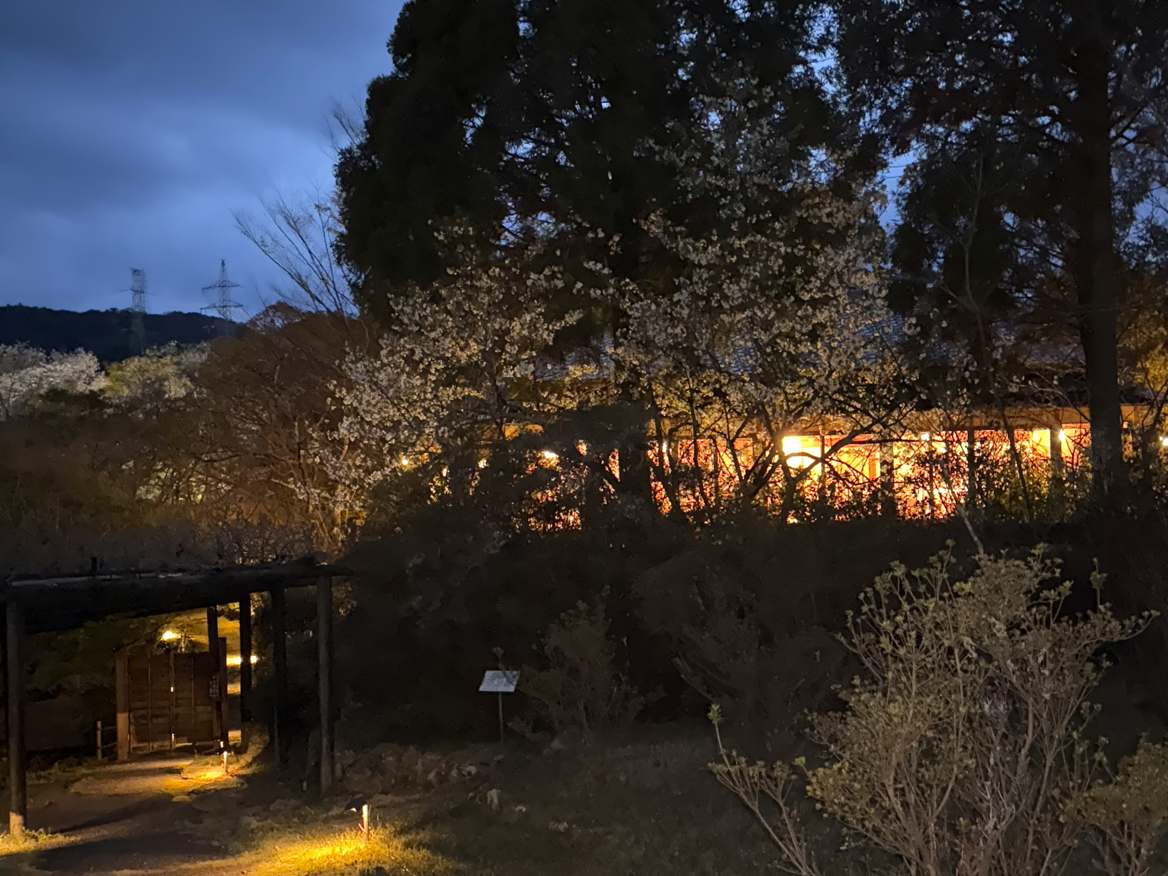 夜の庭園に咲く桜の木と照明が映える風景