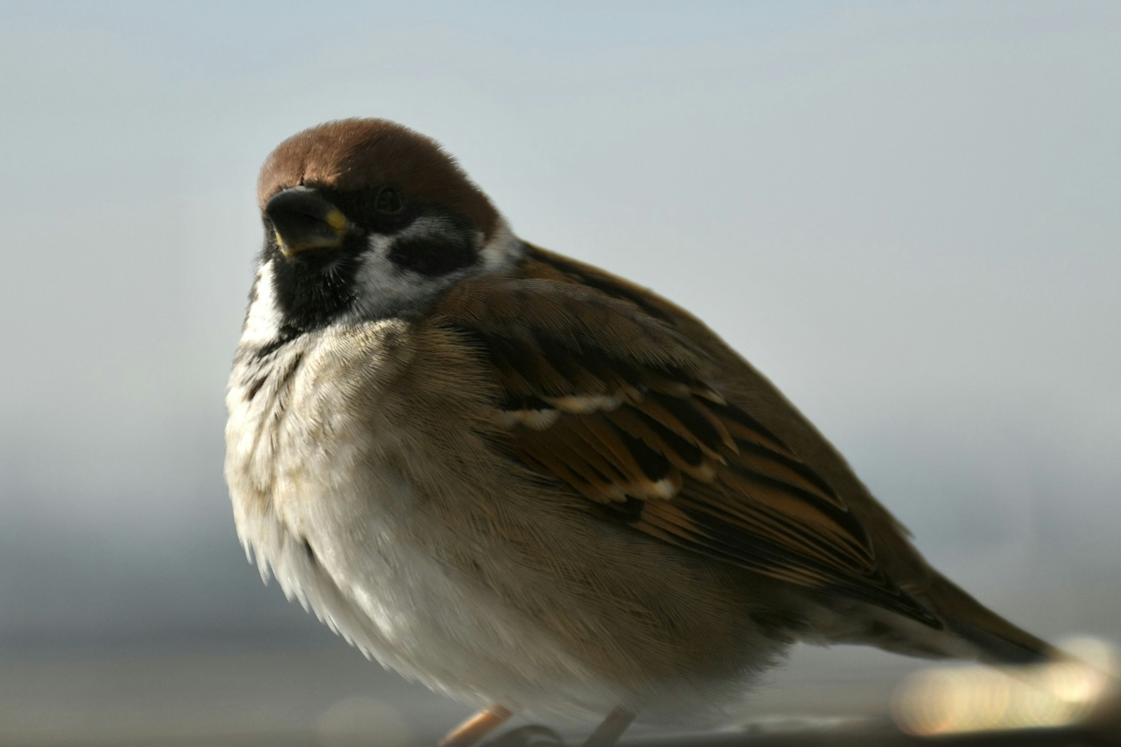 Seekor burung pipit dengan kepala coklat dan dada putih yang menatap dekat