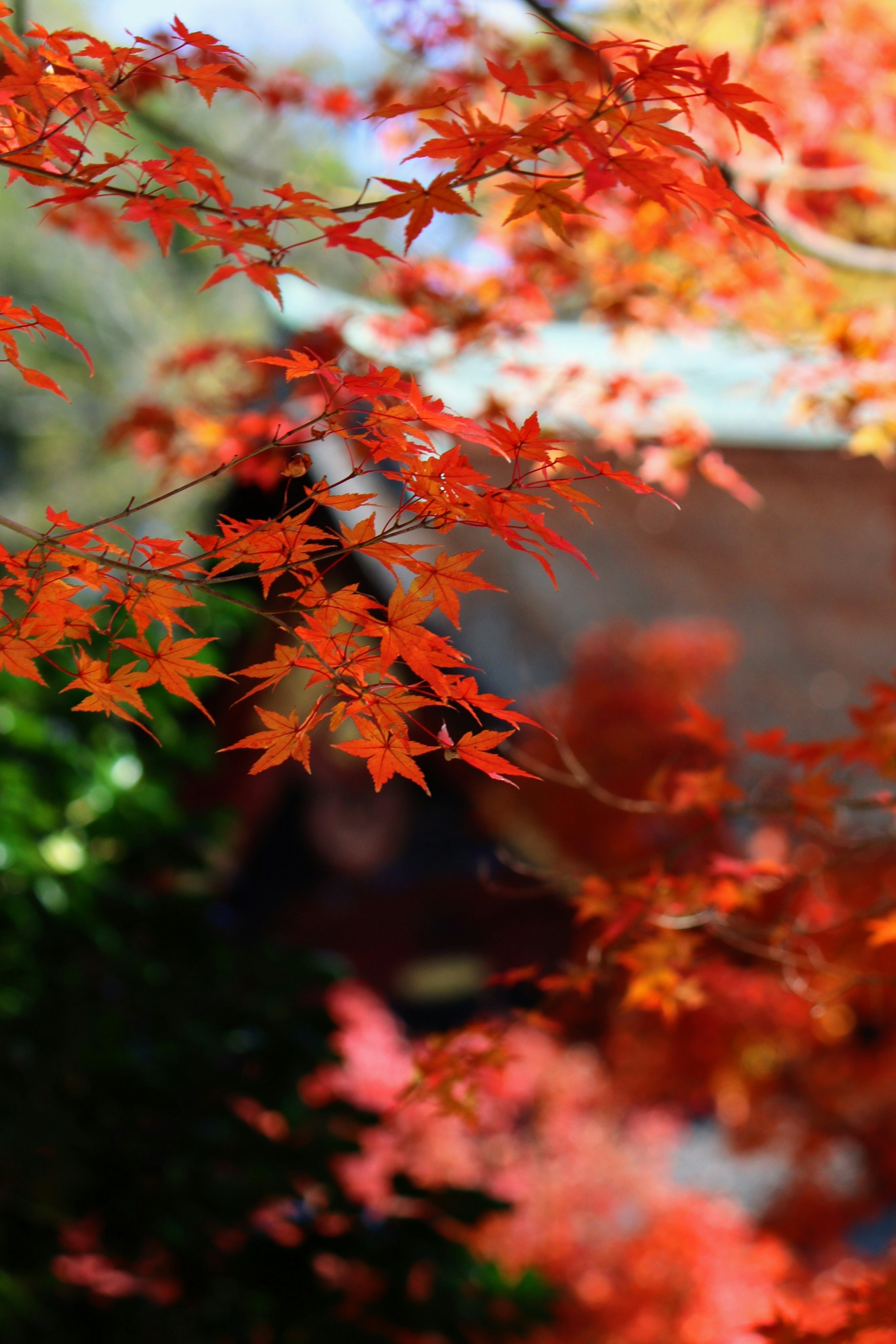 Daun maple merah cerah dengan dedaunan hijau kabur di latar belakang