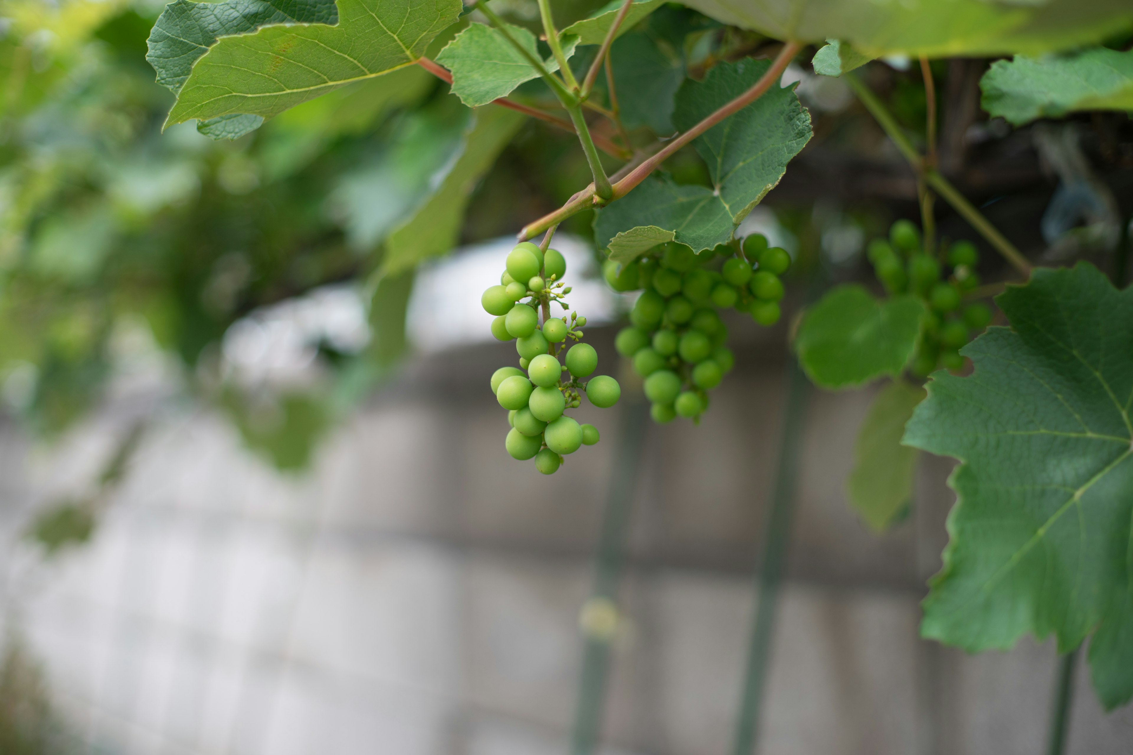 Traube mit grünen Weinblättern an einer Rebe