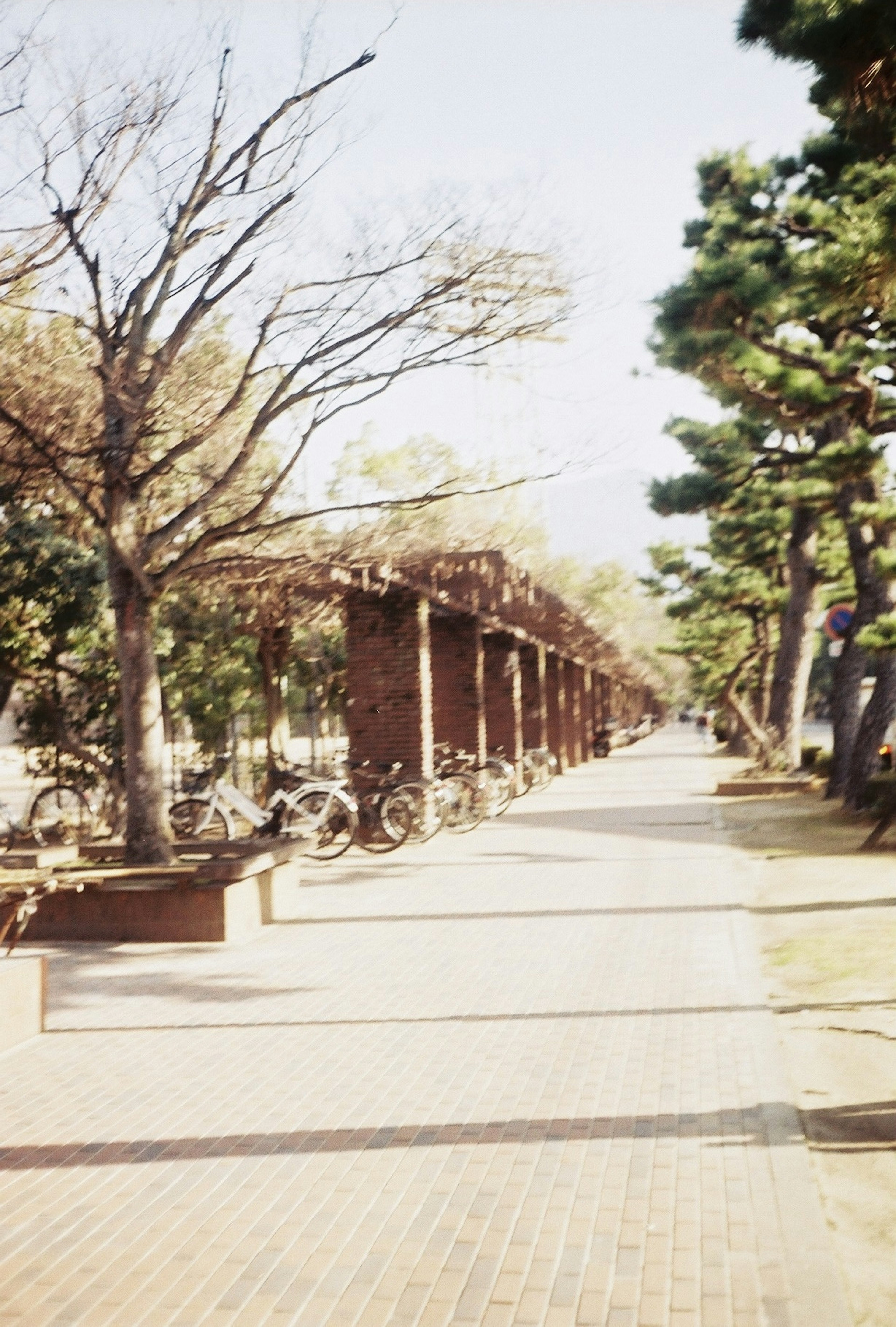 Bicycle racks along a tree-lined brick walkway