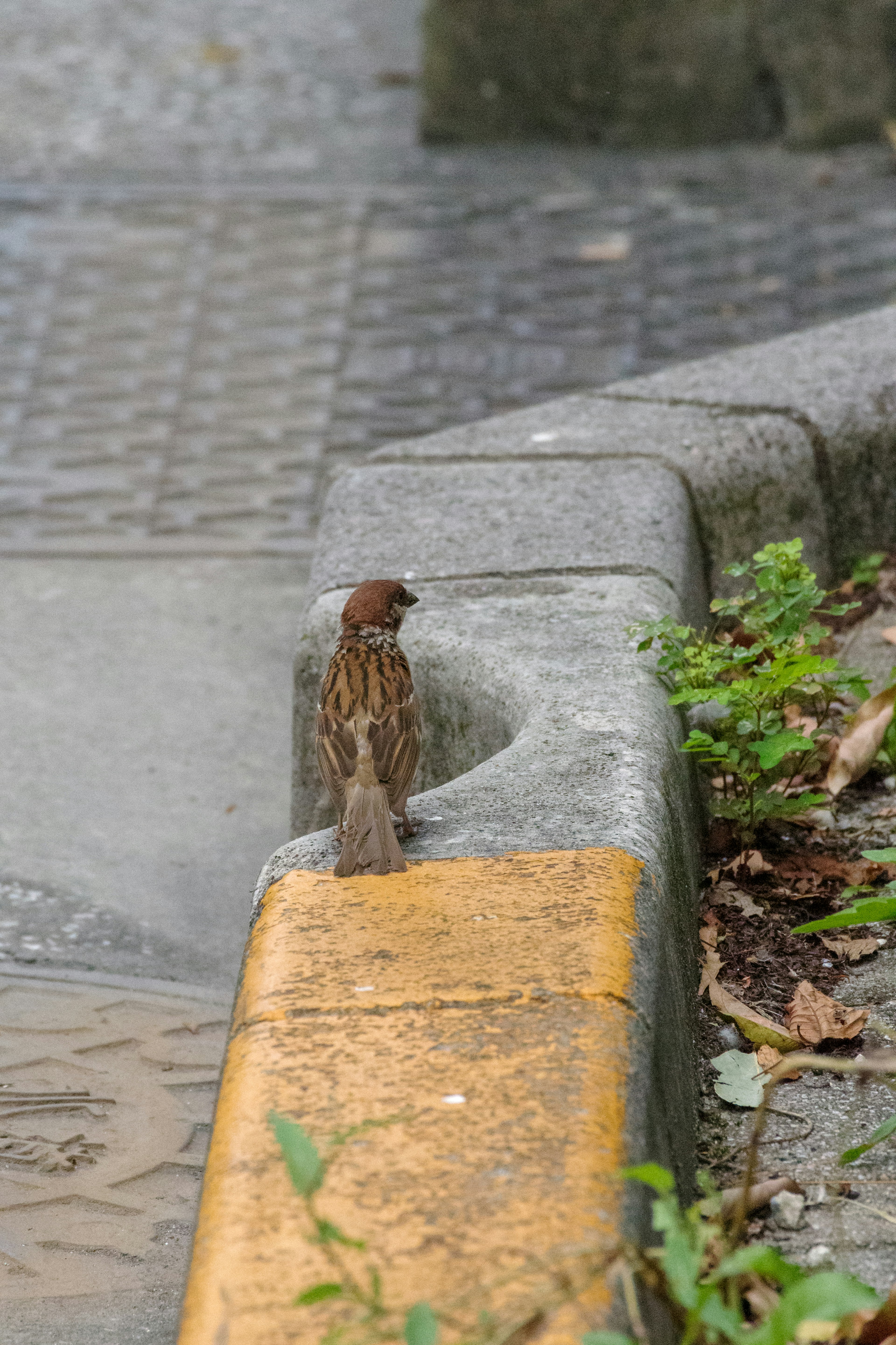 Image of a small bird perched on the edge of a sidewalk