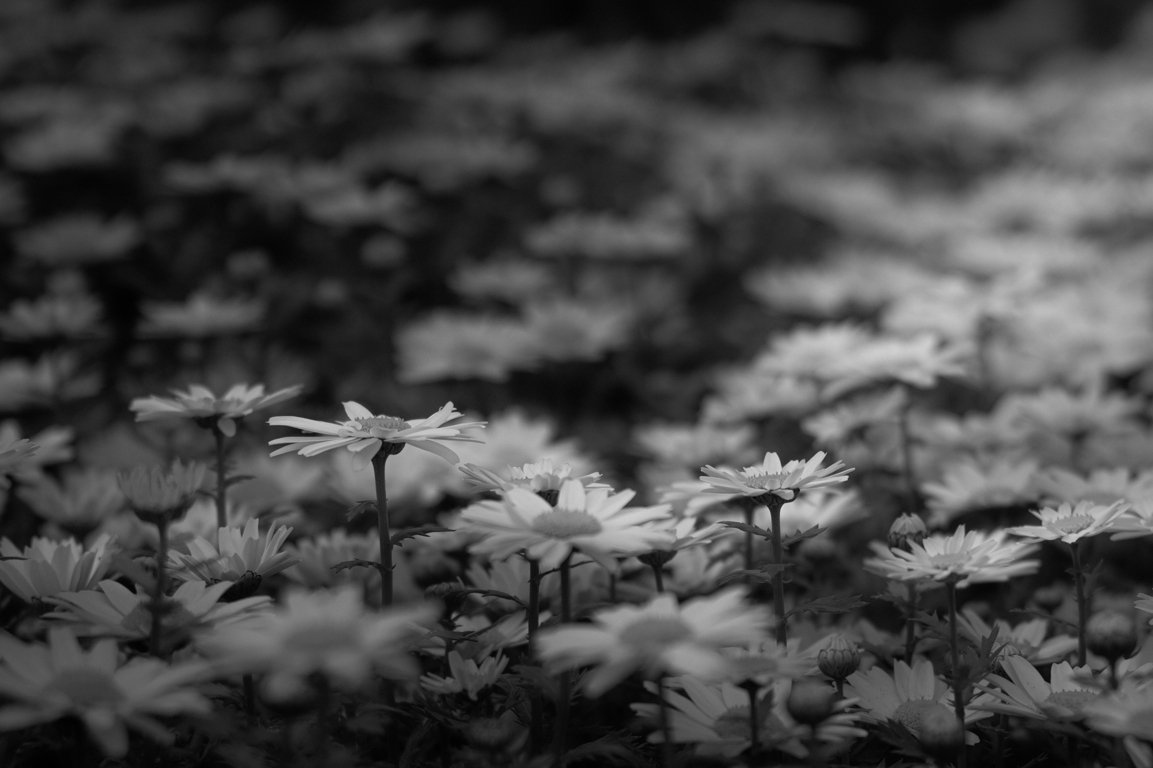 Imagen en blanco y negro de un campo de flores blancas