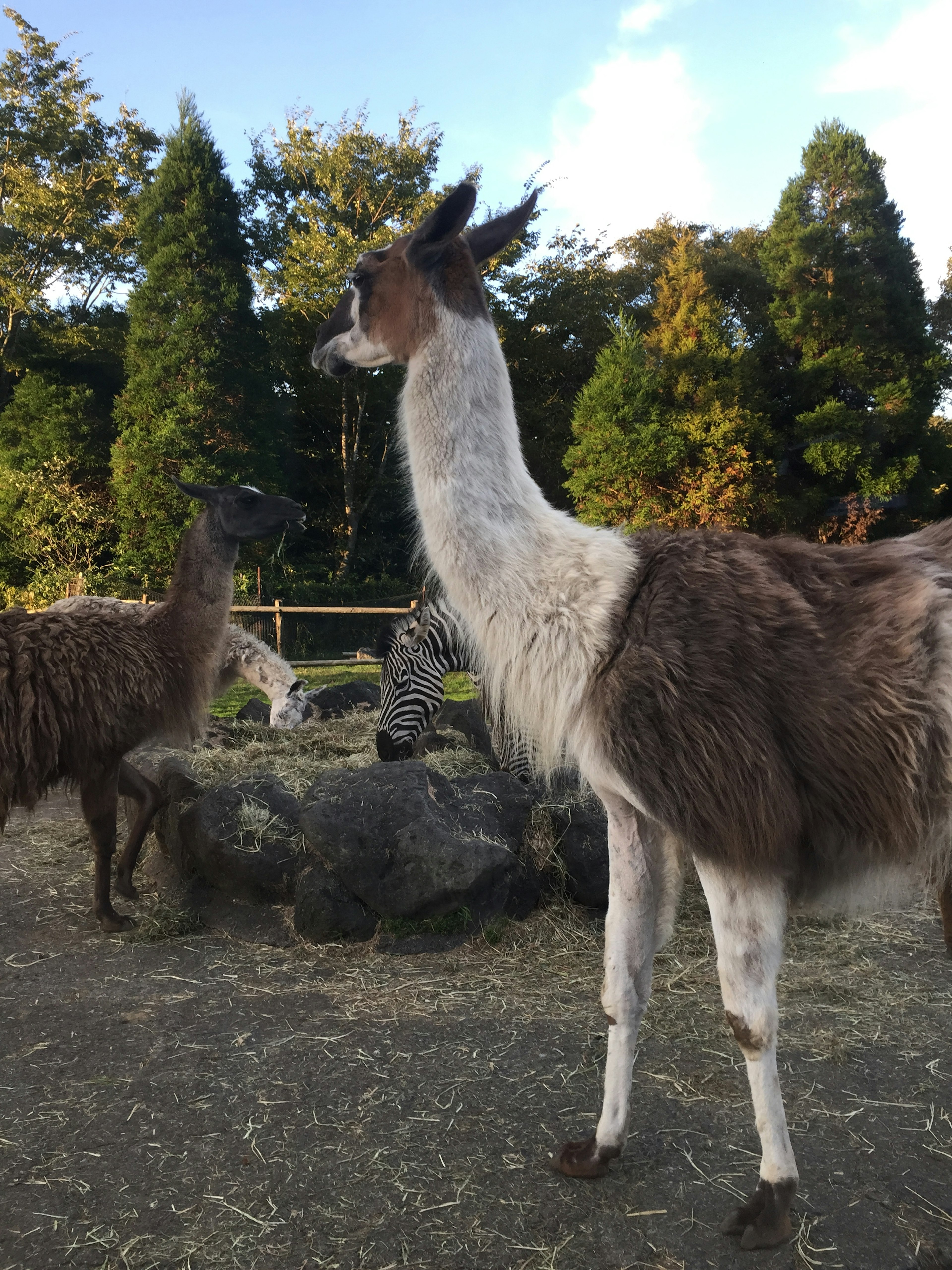 Seekor llama berdiri di taman melihat sekeliling