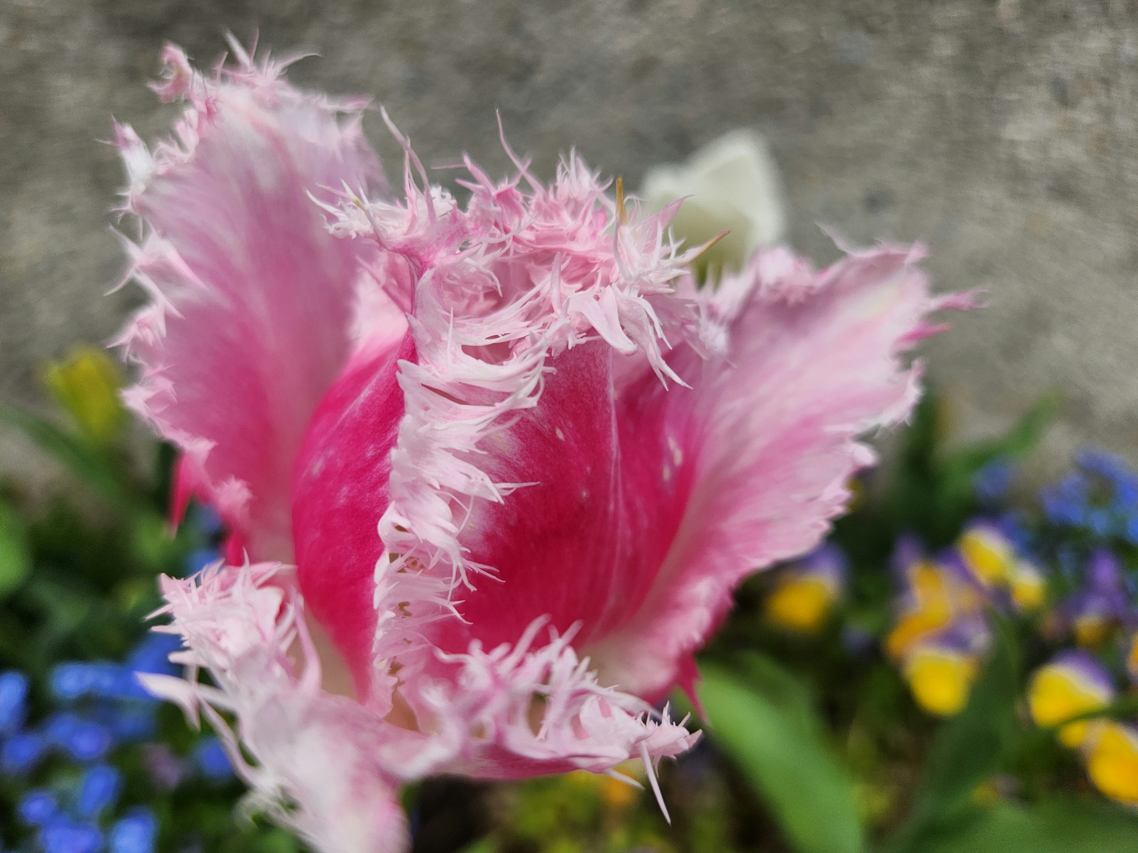 フリンジのあるピンクのチューリップと色とりどりの花々