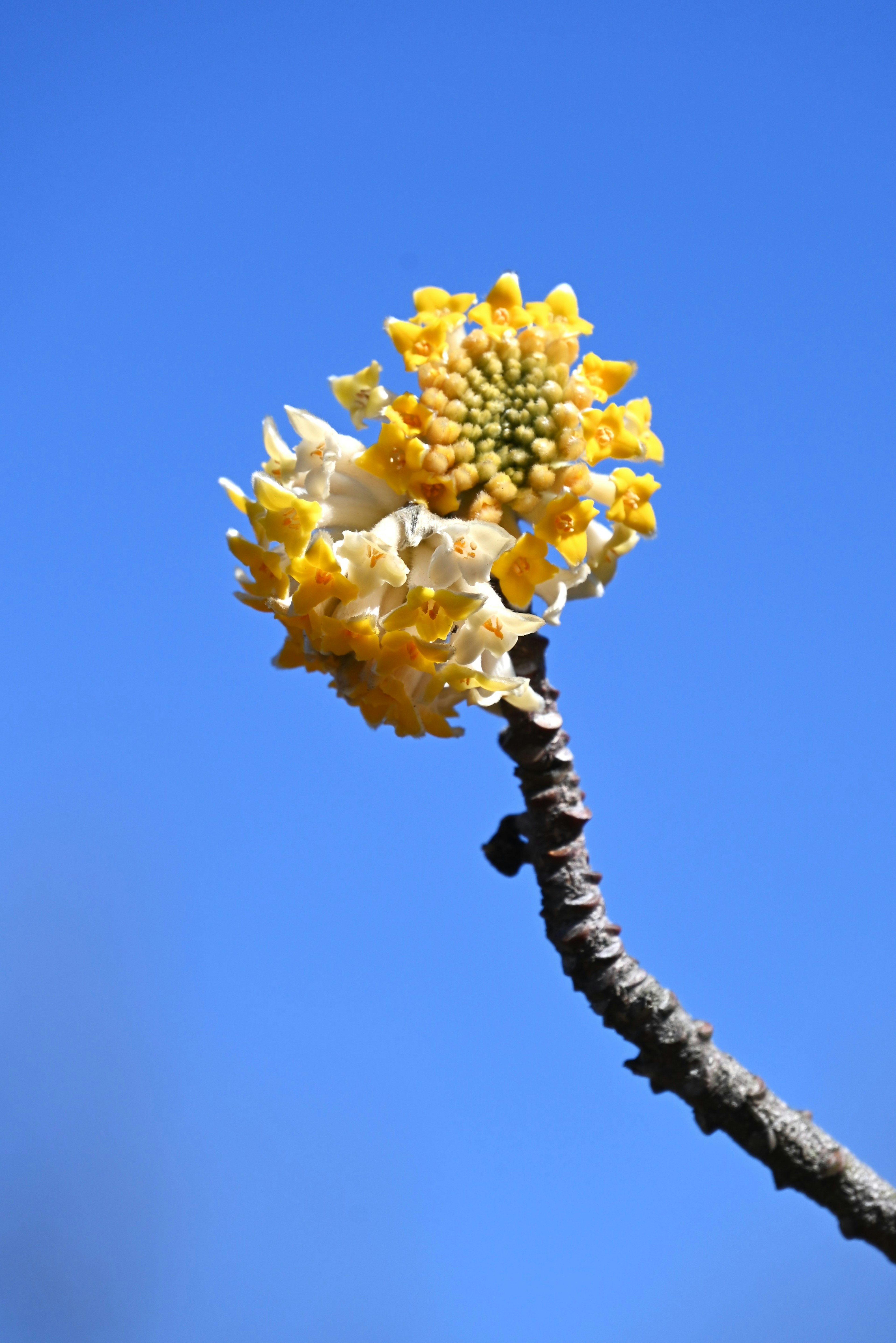 Close-up bunga kuning mekar di bawah langit biru