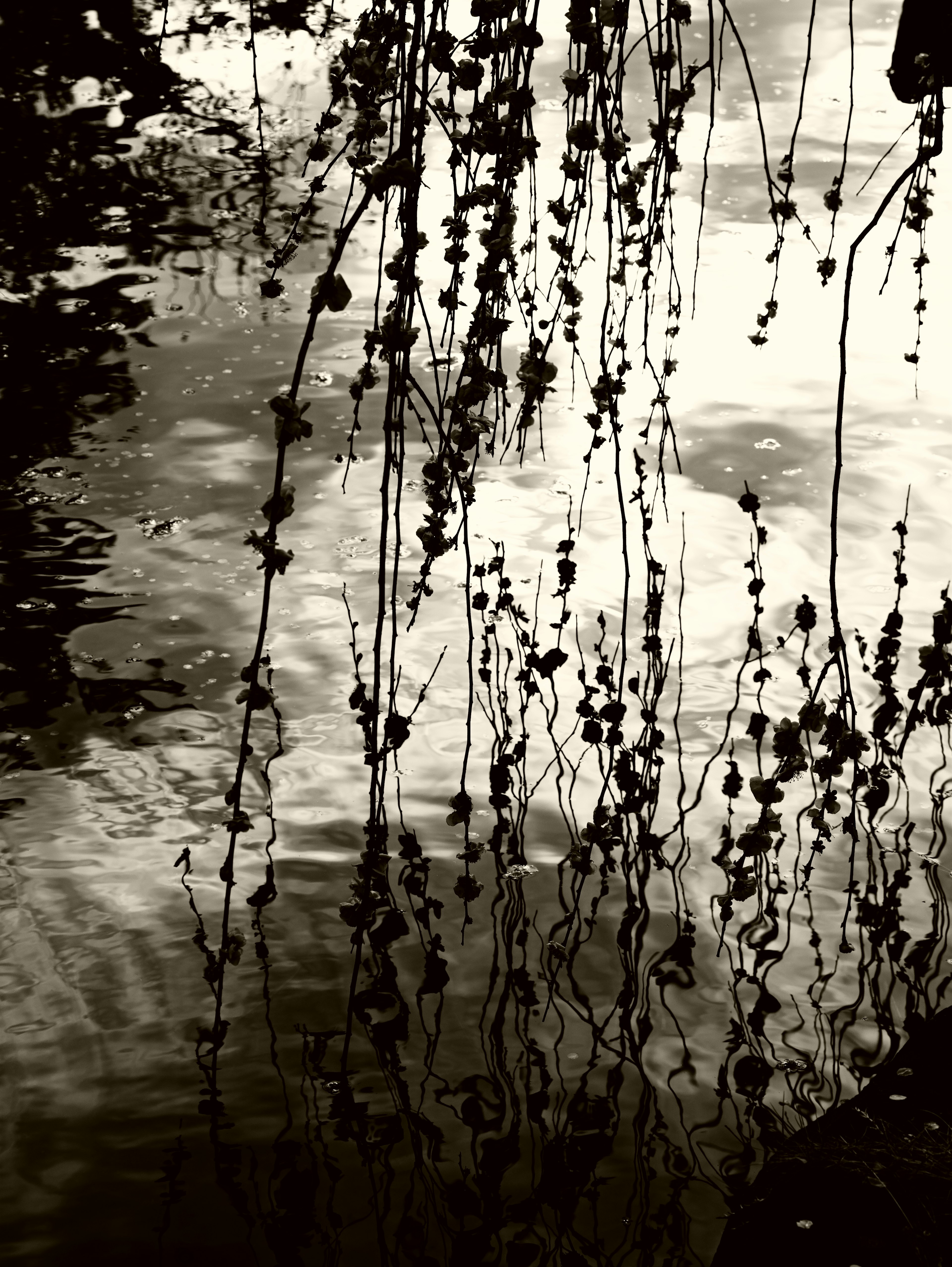 Monochrome Foto von Pflanzenschatten und Reflexionen auf der Wasseroberfläche