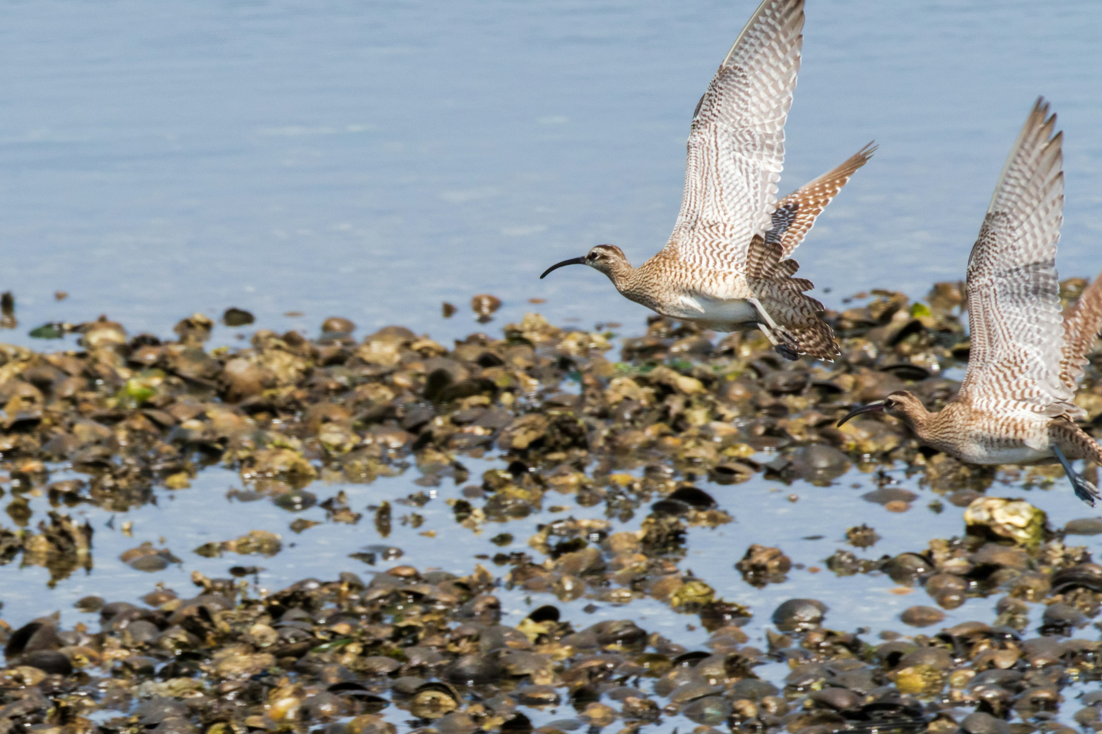 Oiseaux volant au-dessus des coquillages sur le rivage