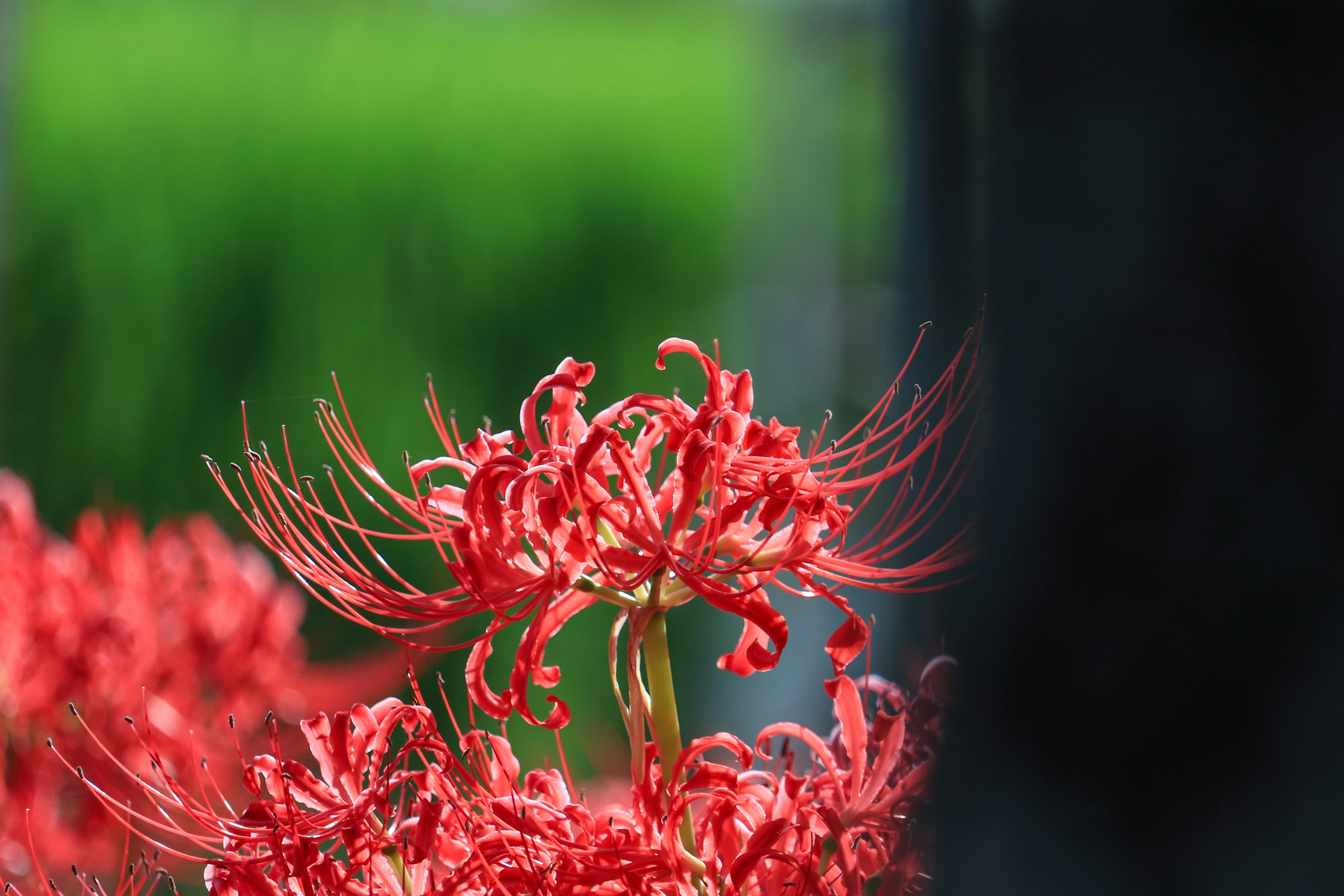 Vivace giglio ragno rosso in fiore con piante di riso verdi sullo sfondo