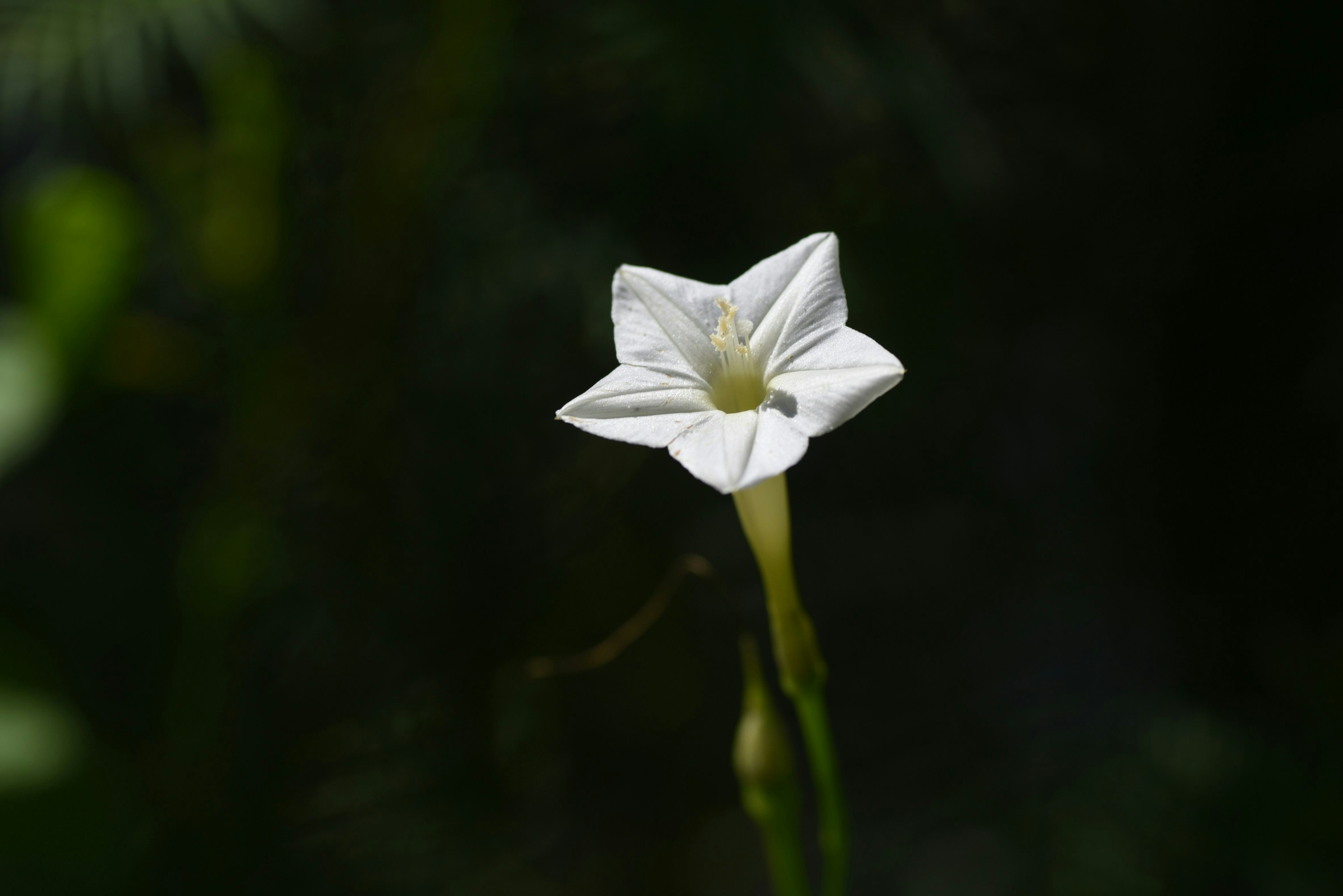 Una flor blanca en forma de estrella resalta sobre un fondo verde