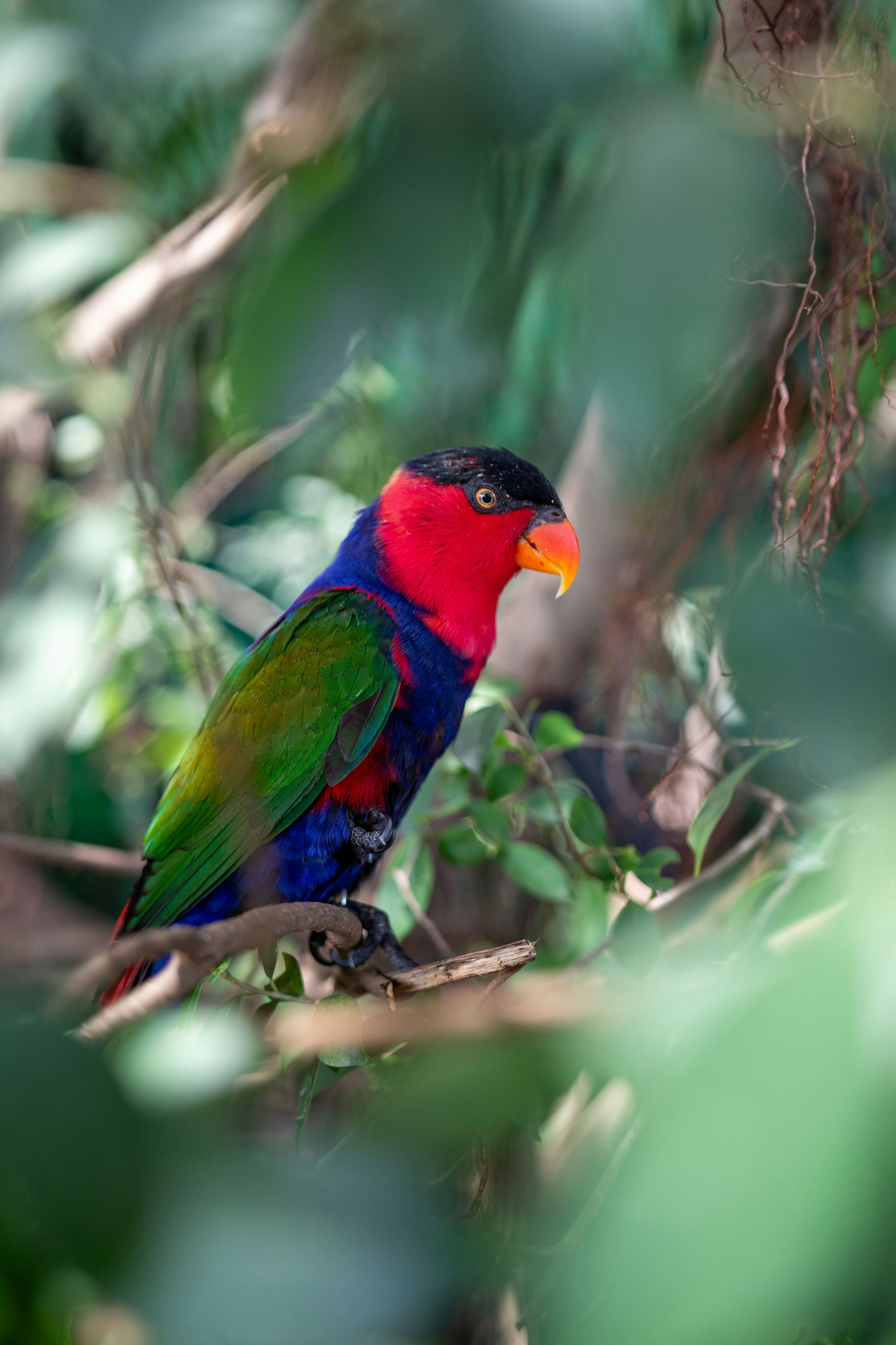 A colorful parrot perched on a branch surrounded by green foliage