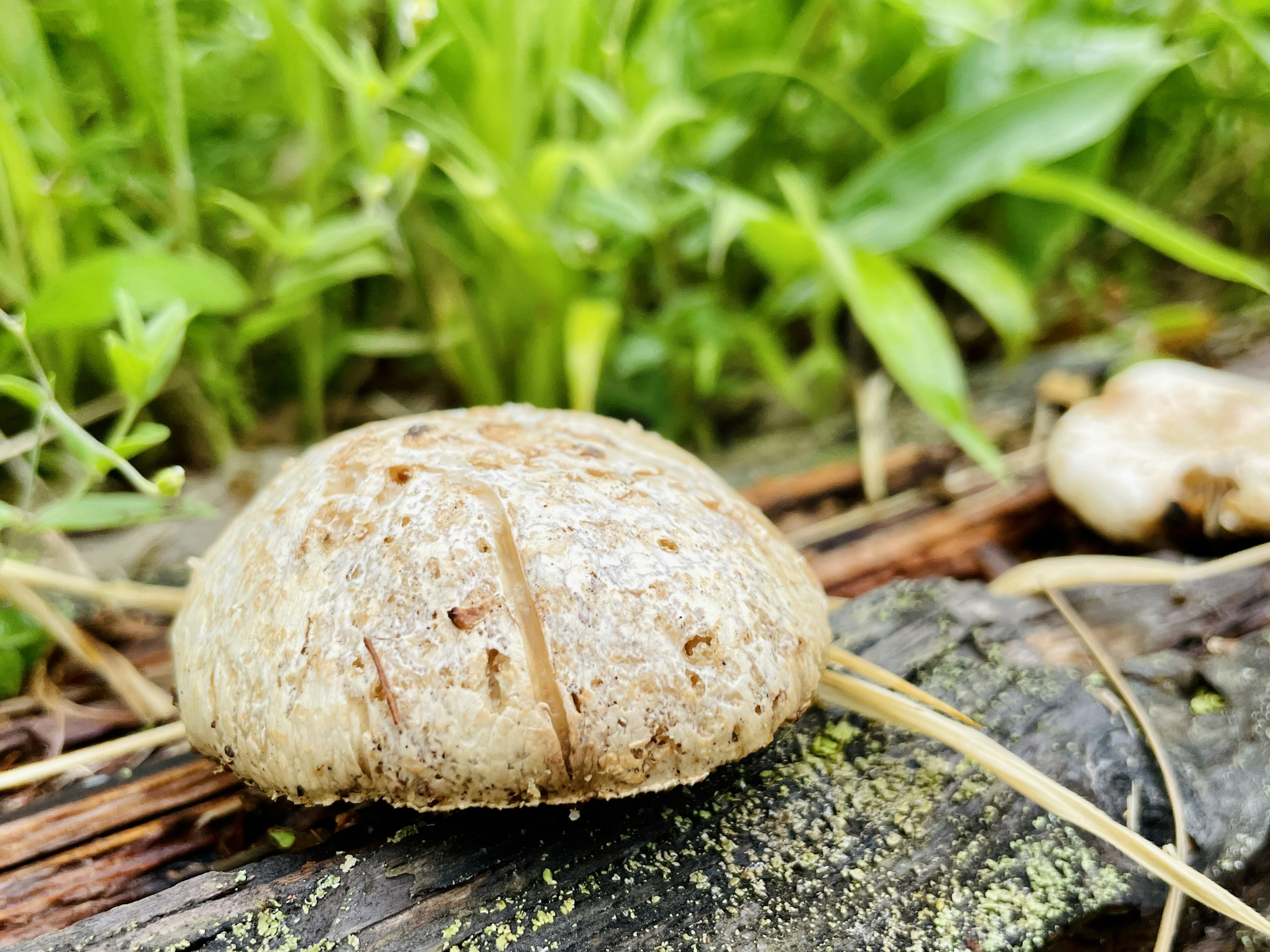 Close-up photo of a mushroom on the ground with green grass in the background