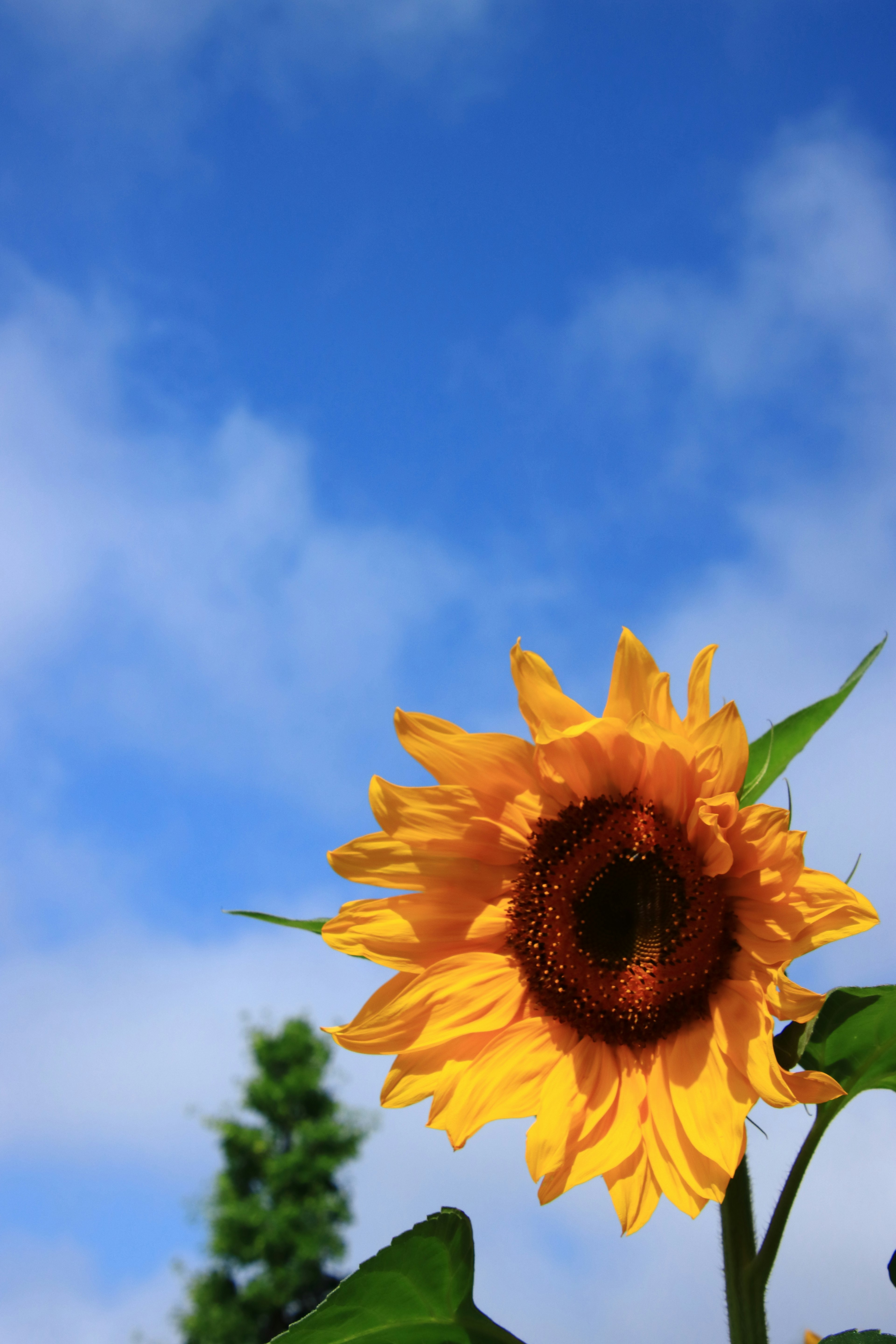 Leuchtende Sonnenblume vor blauem Himmel