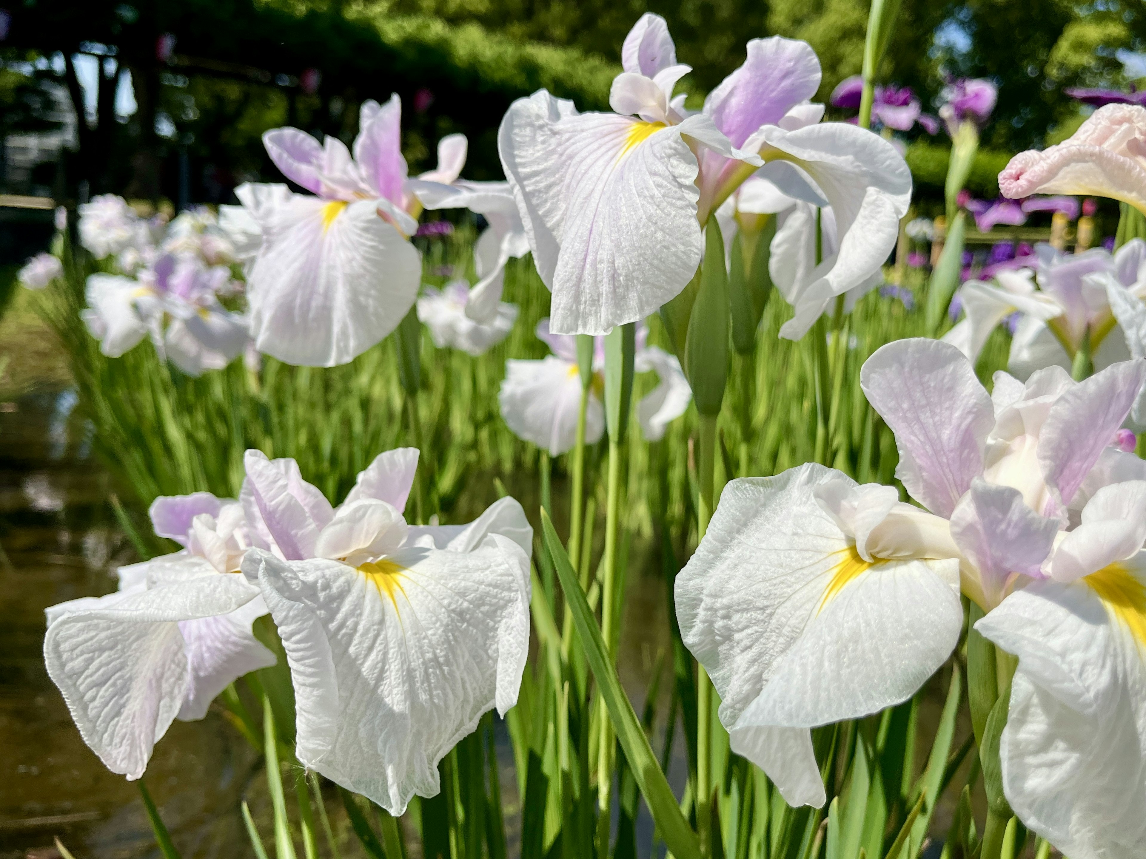 湿地中白色和紫色花瓣的鸢尾花特写