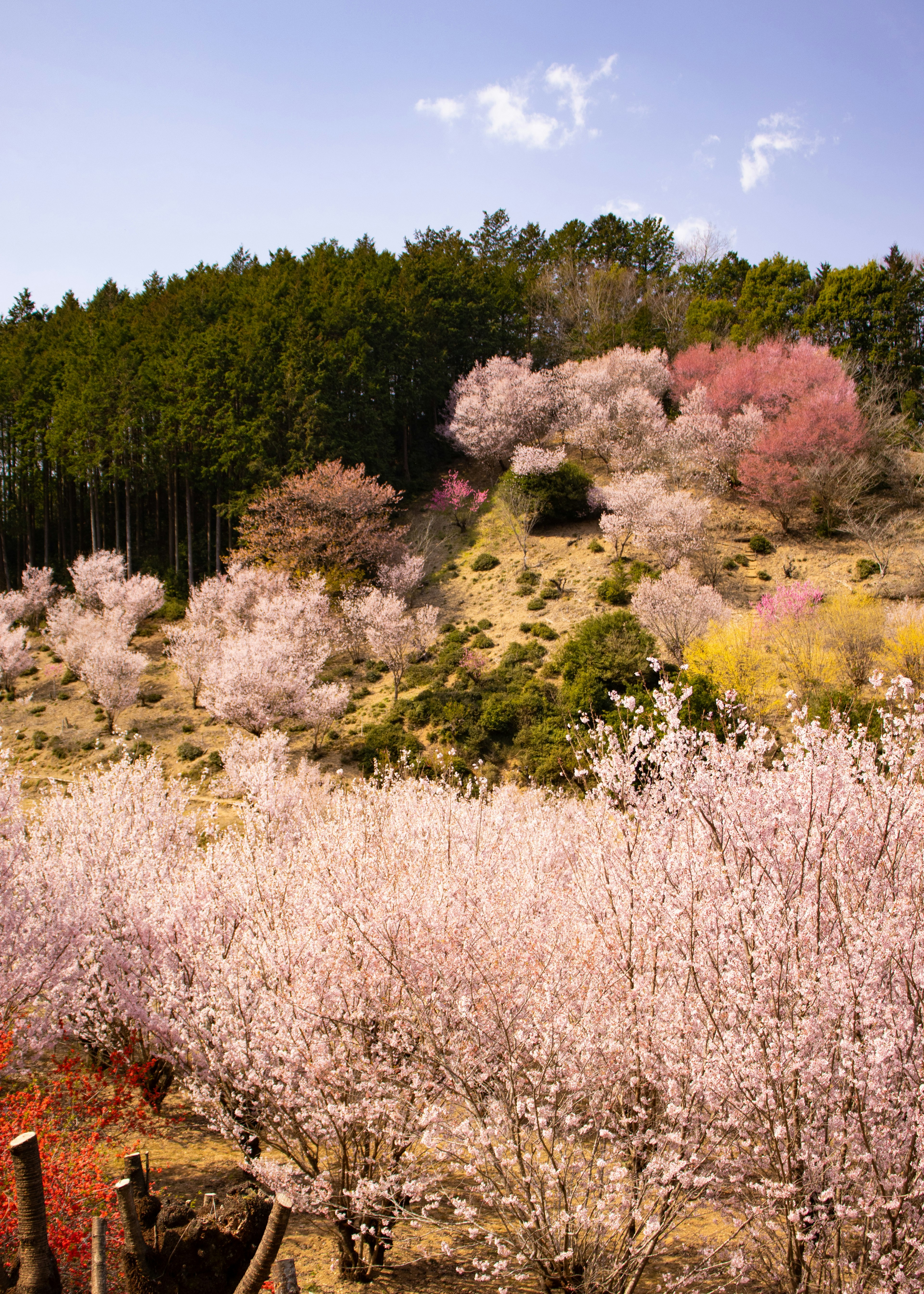 Paesaggio bellissimo con alberi di ciliegio in fiore colline verdi e cielo blu