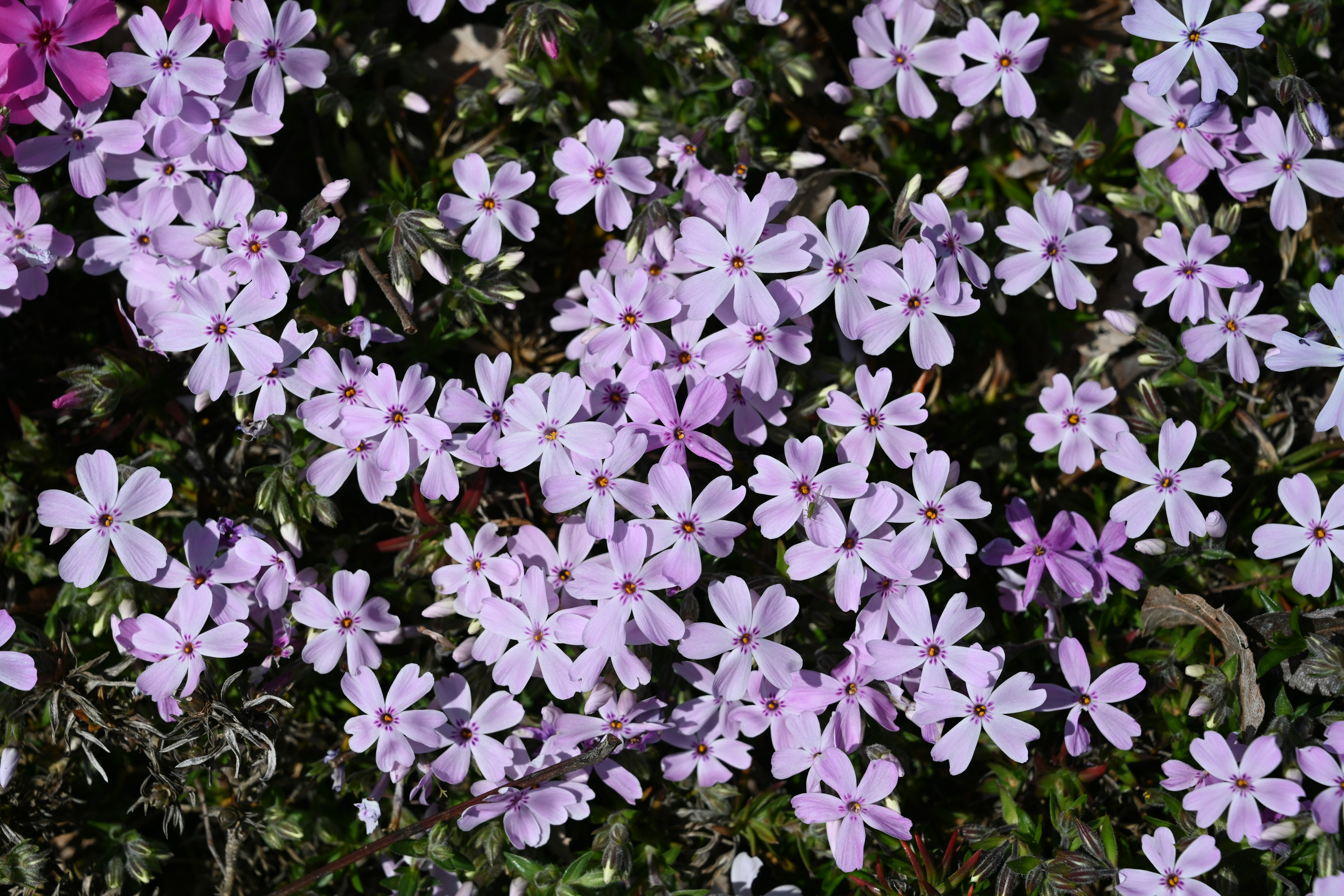 Primo piano di piante fiorite con fiori viola chiaro