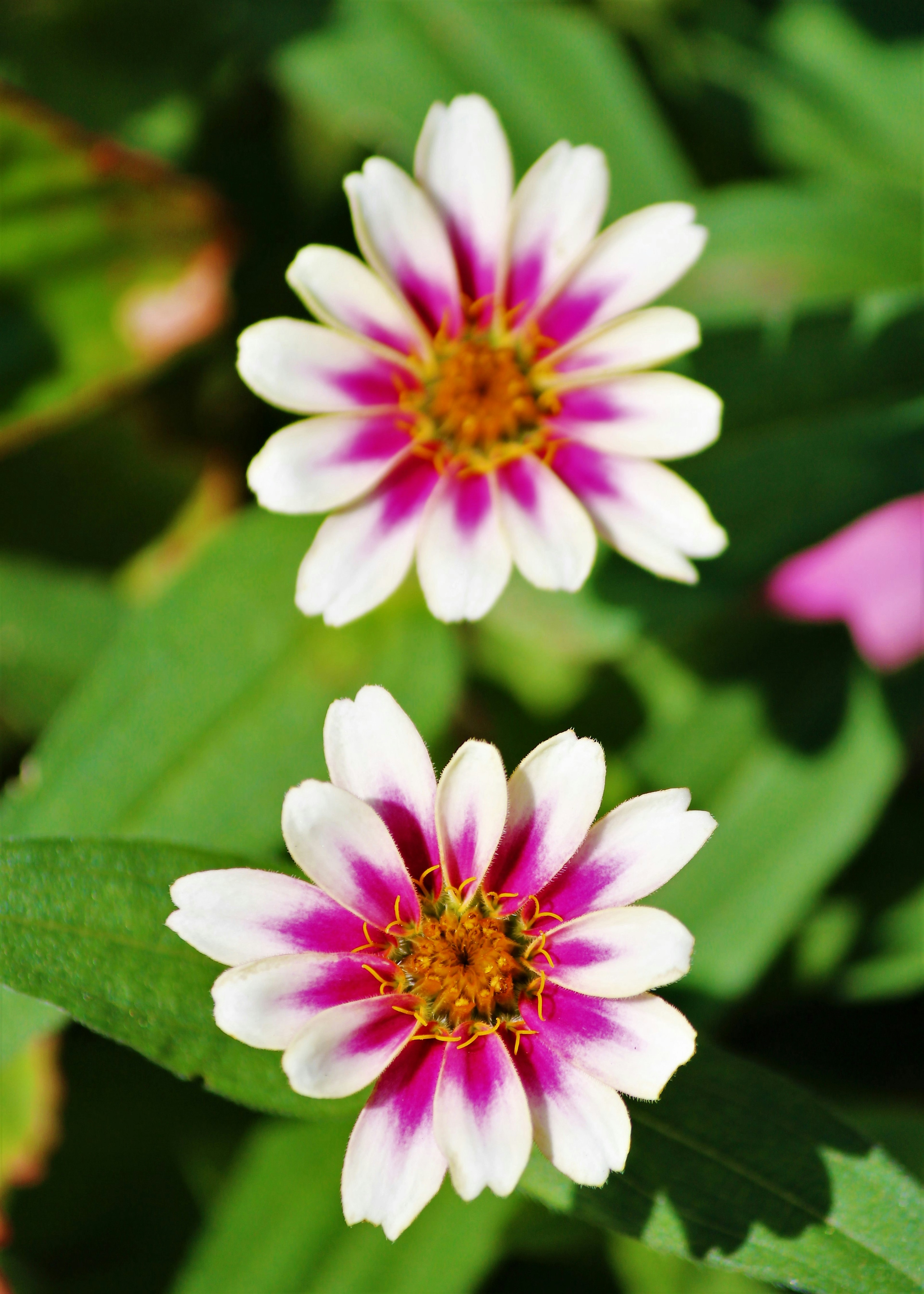 Two white and pink flowers blooming amidst green leaves