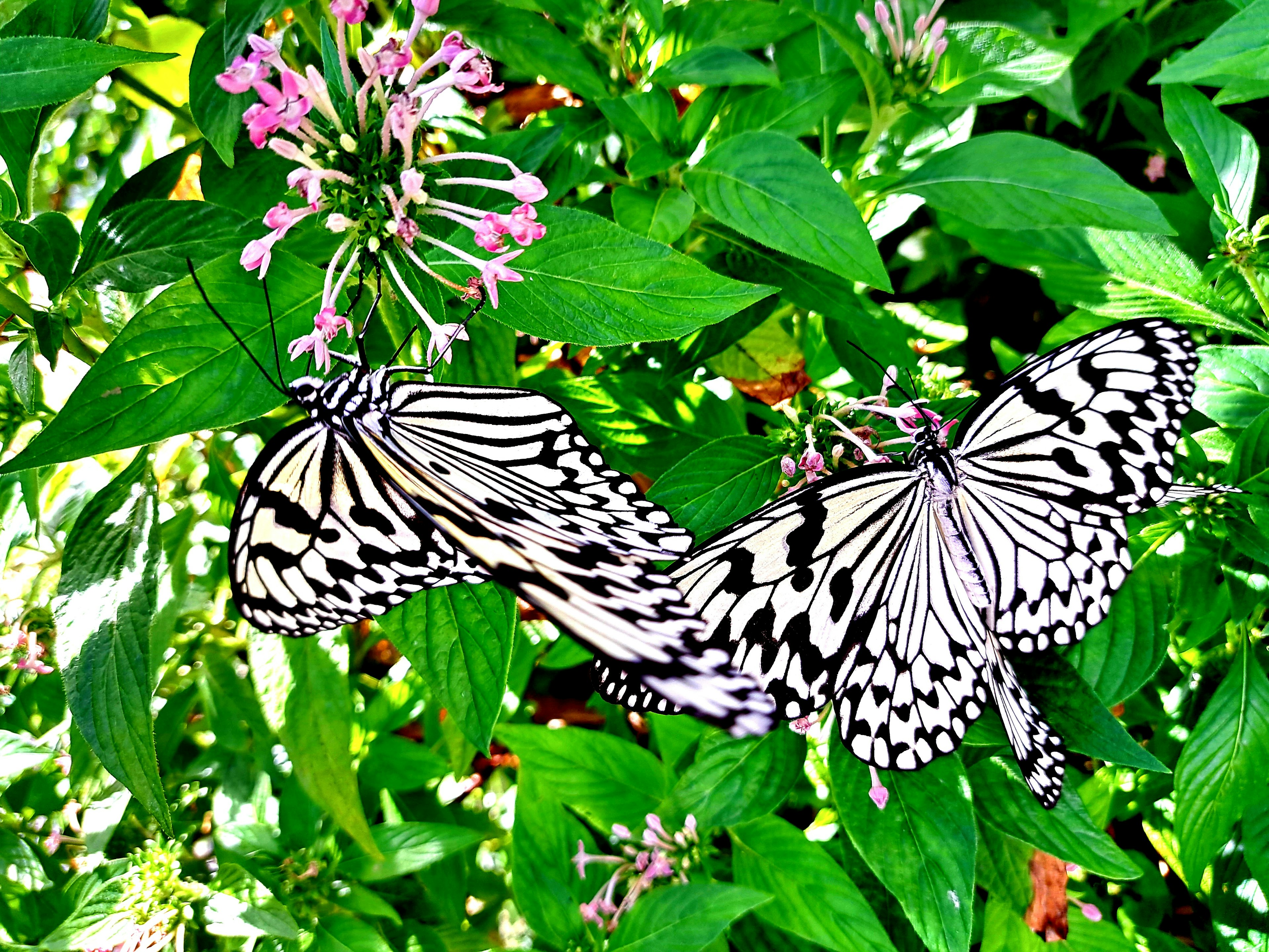 Two black and white butterflies resting on green leaves near pink flowers