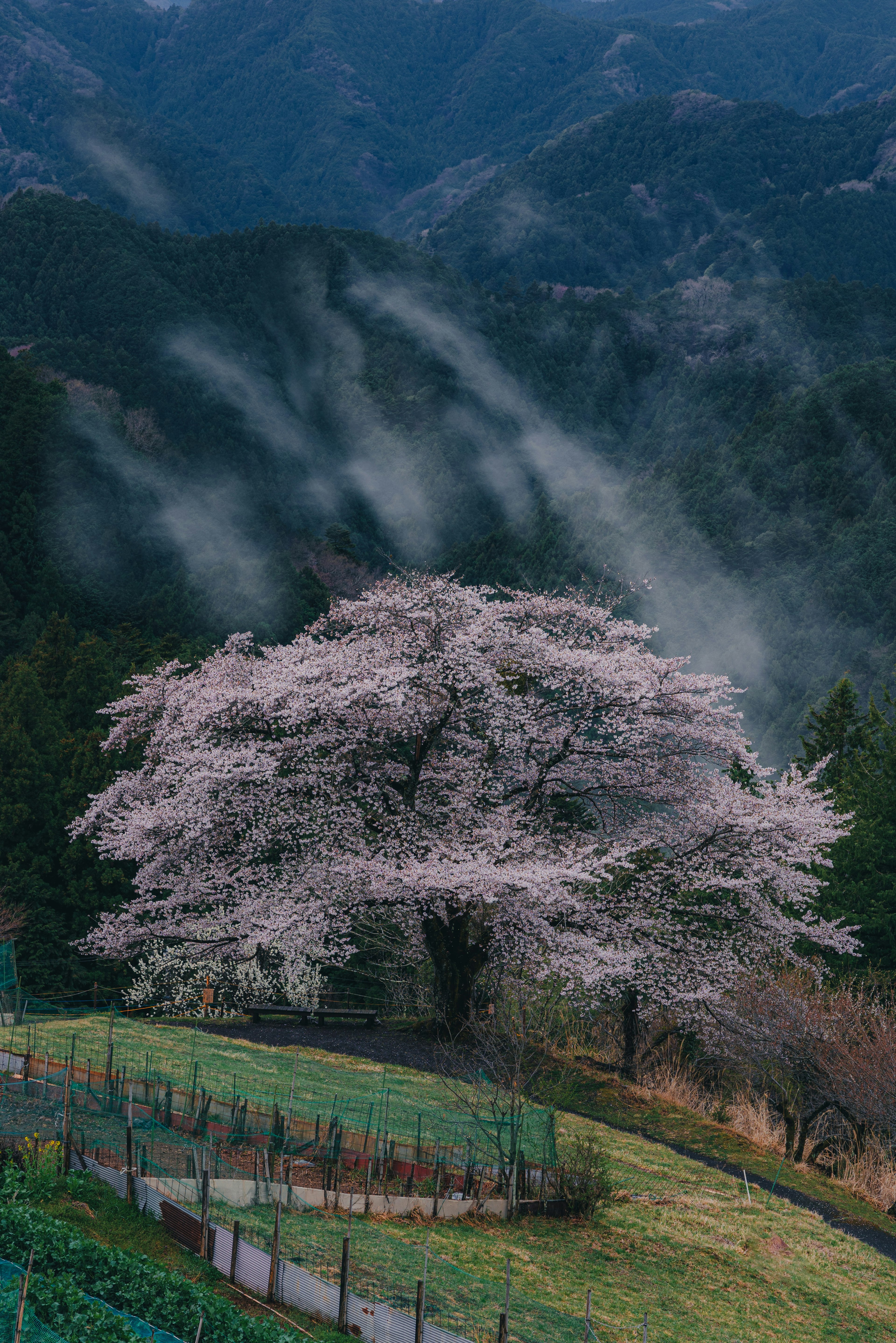 桜の木が山の景色の中に立っている