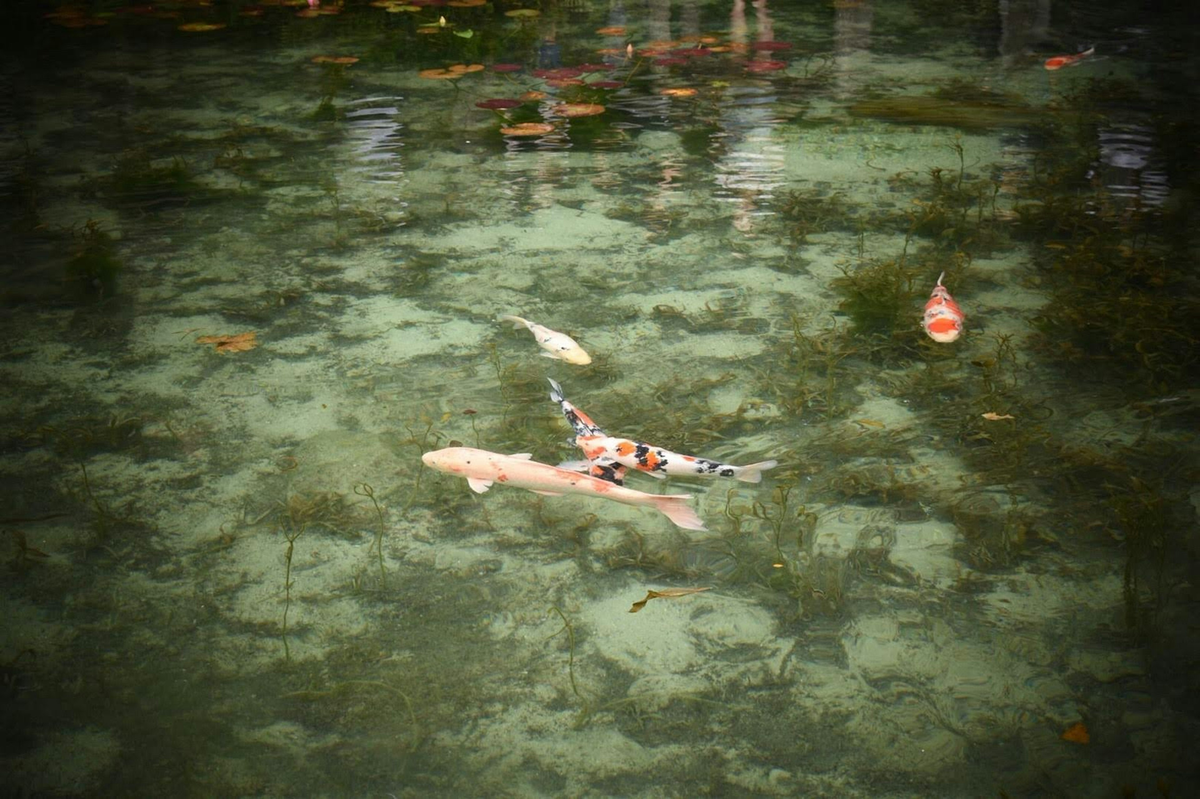 Ikan koi berenang di air jernih dikelilingi tanaman air