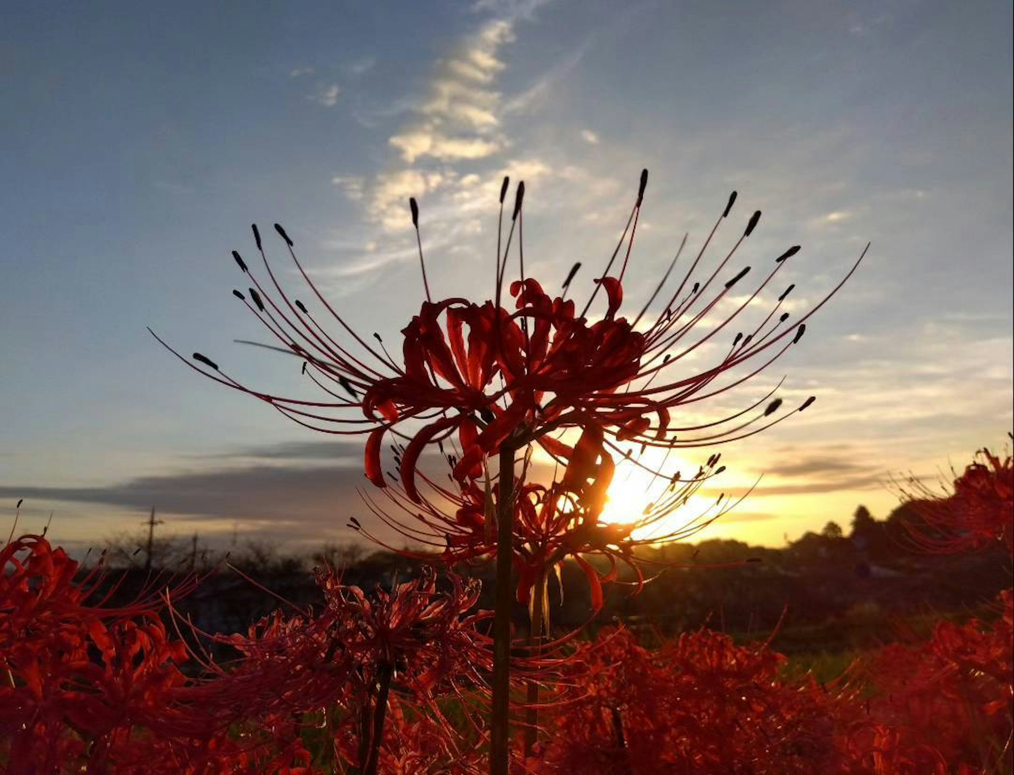 Flor de lirio araña roja en silueta contra el atardecer