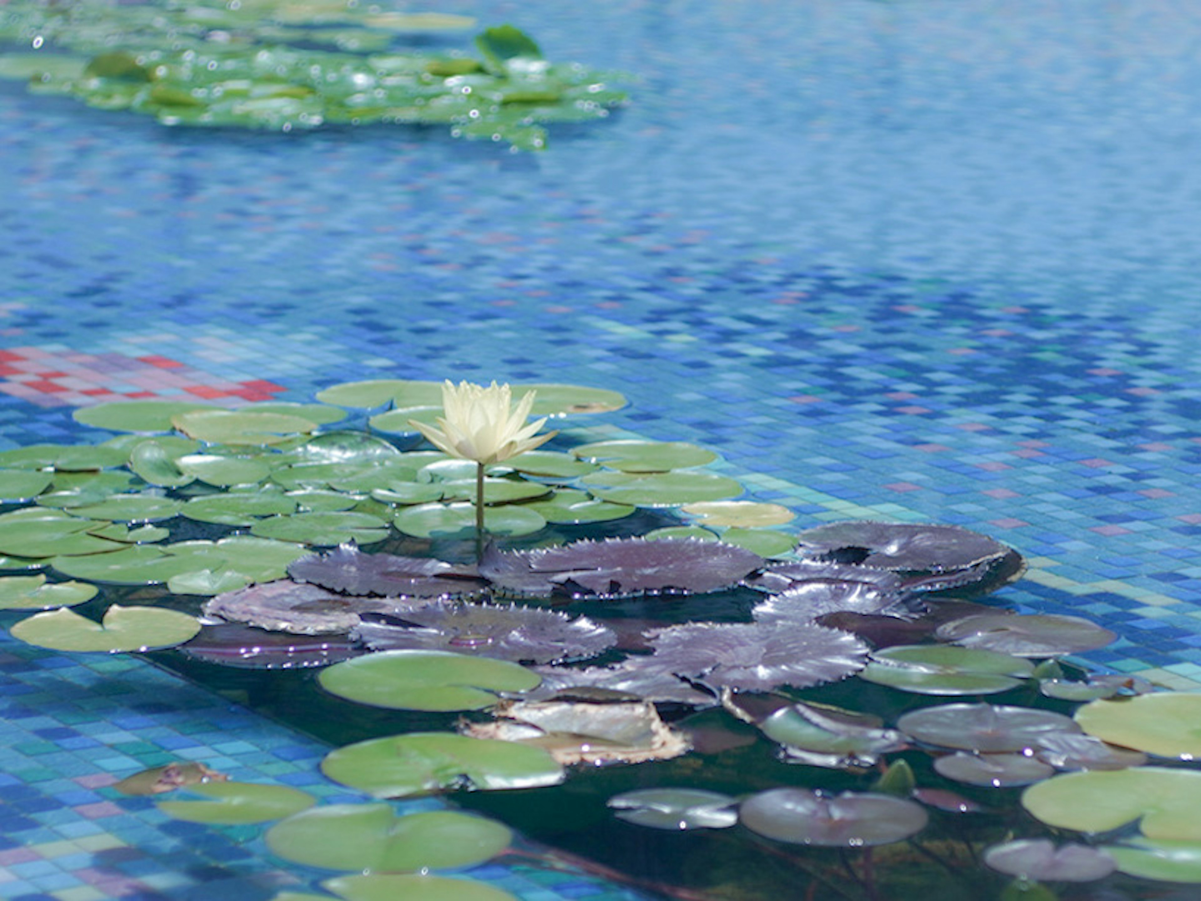 Seerosenblätter und eine weiße Blume auf einem blauen Teich