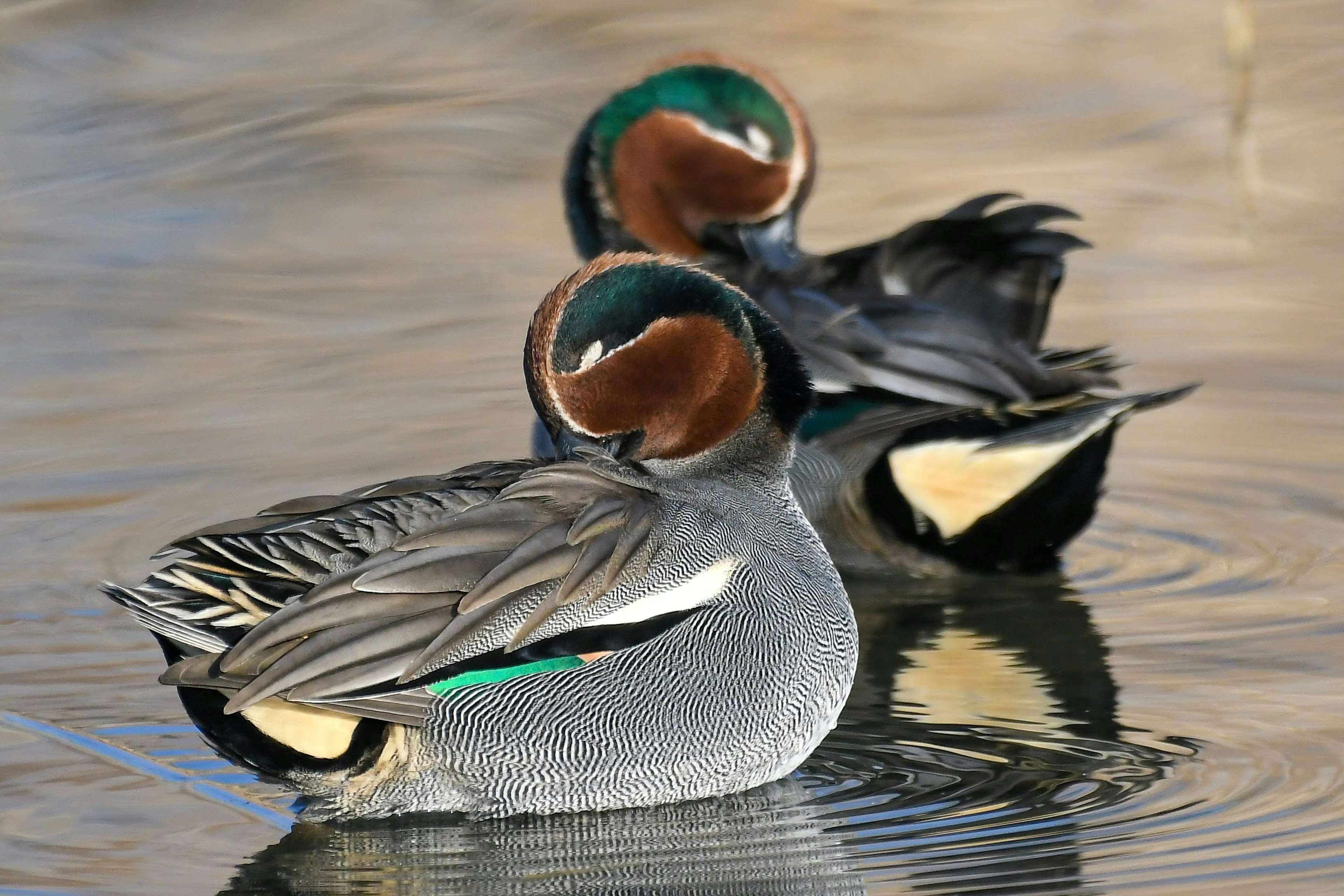 Two male teal ducks floating on the water showcasing their colorful plumage and patterns