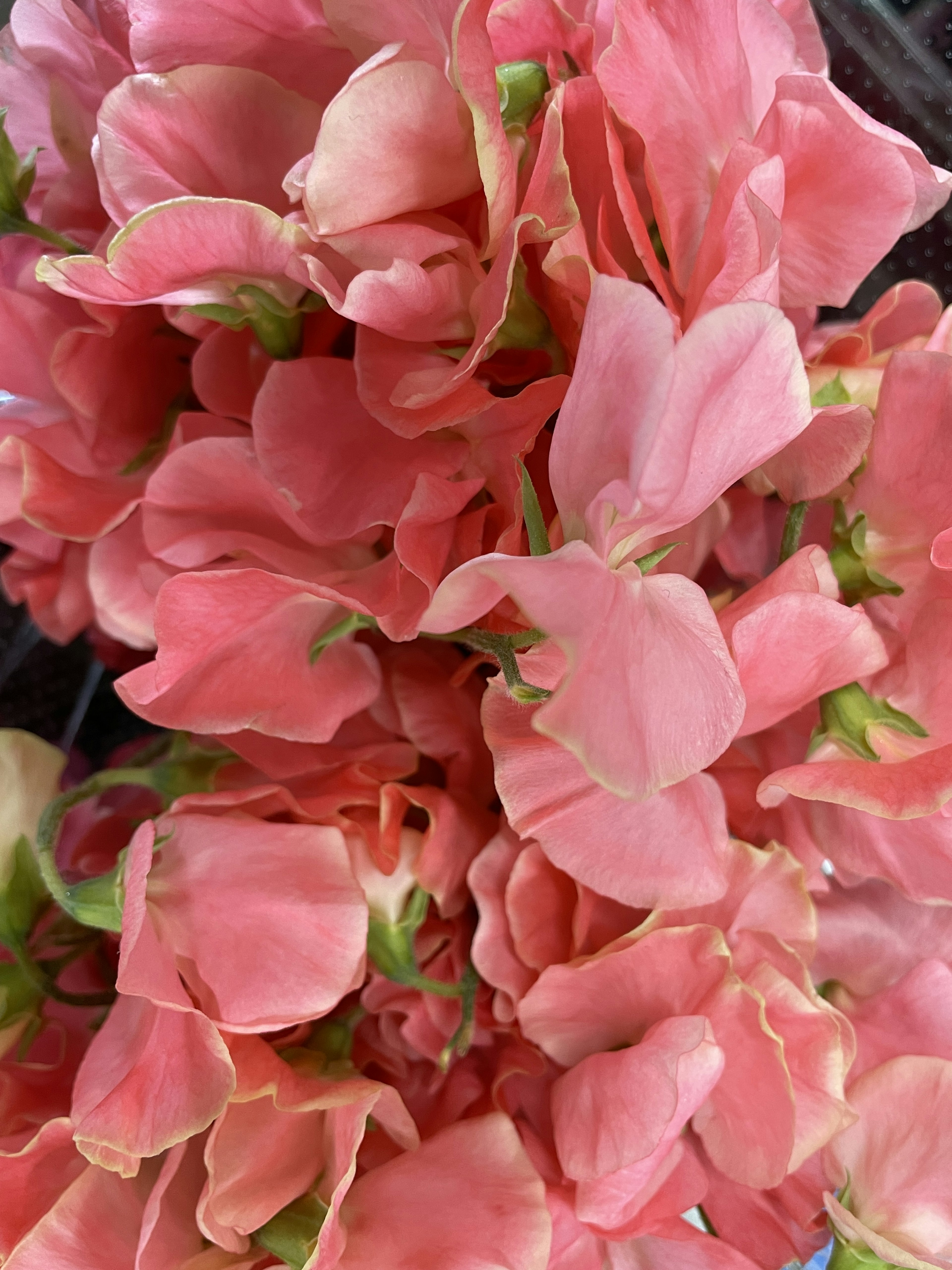 Un denso grupo de flores de guisante dulce rosas