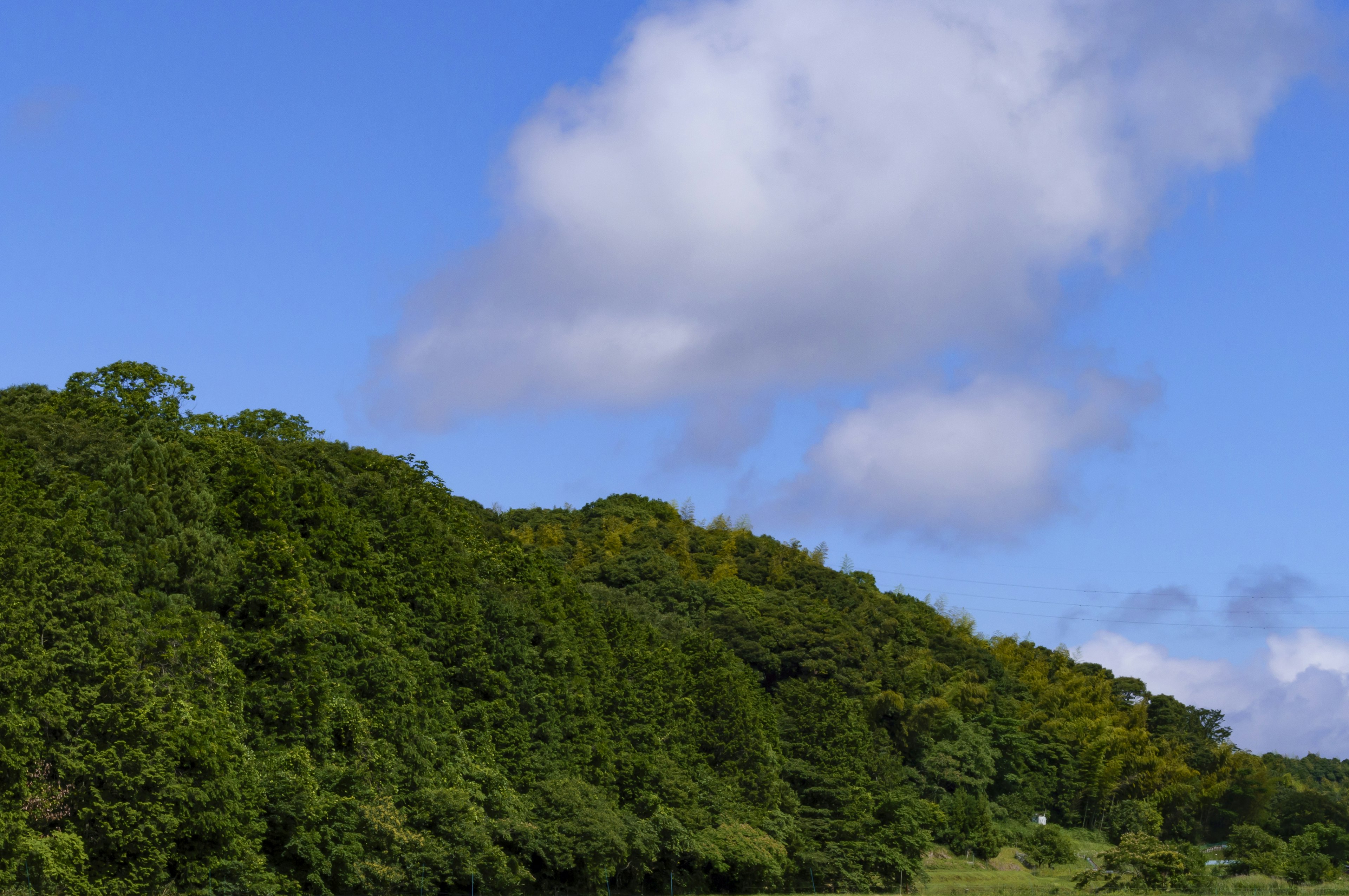 Paysage de forêt verdoyante sous un ciel bleu avec des nuages blancs duveteux