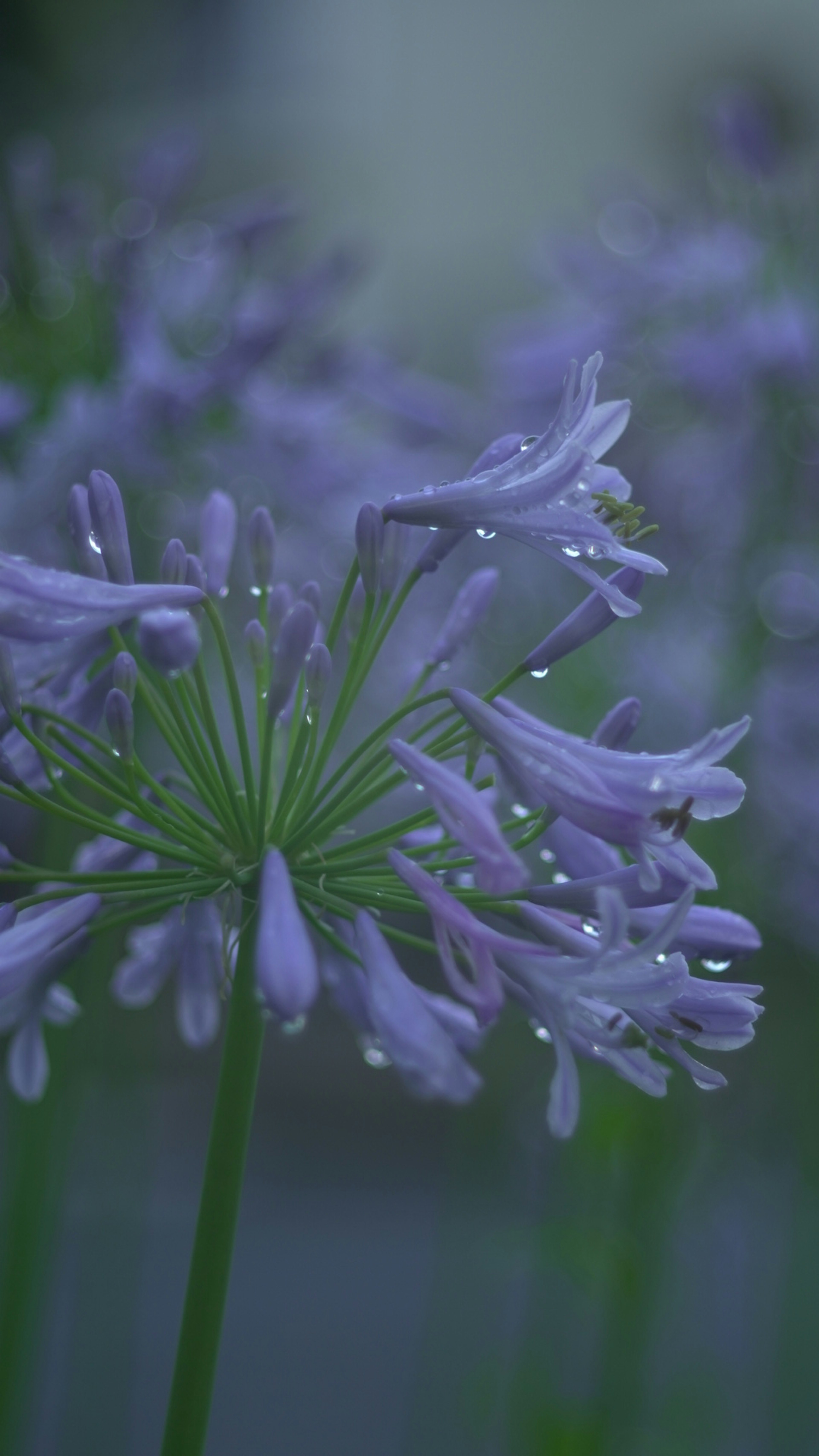 紫色の花が水滴をつけている美しいクローズアップ