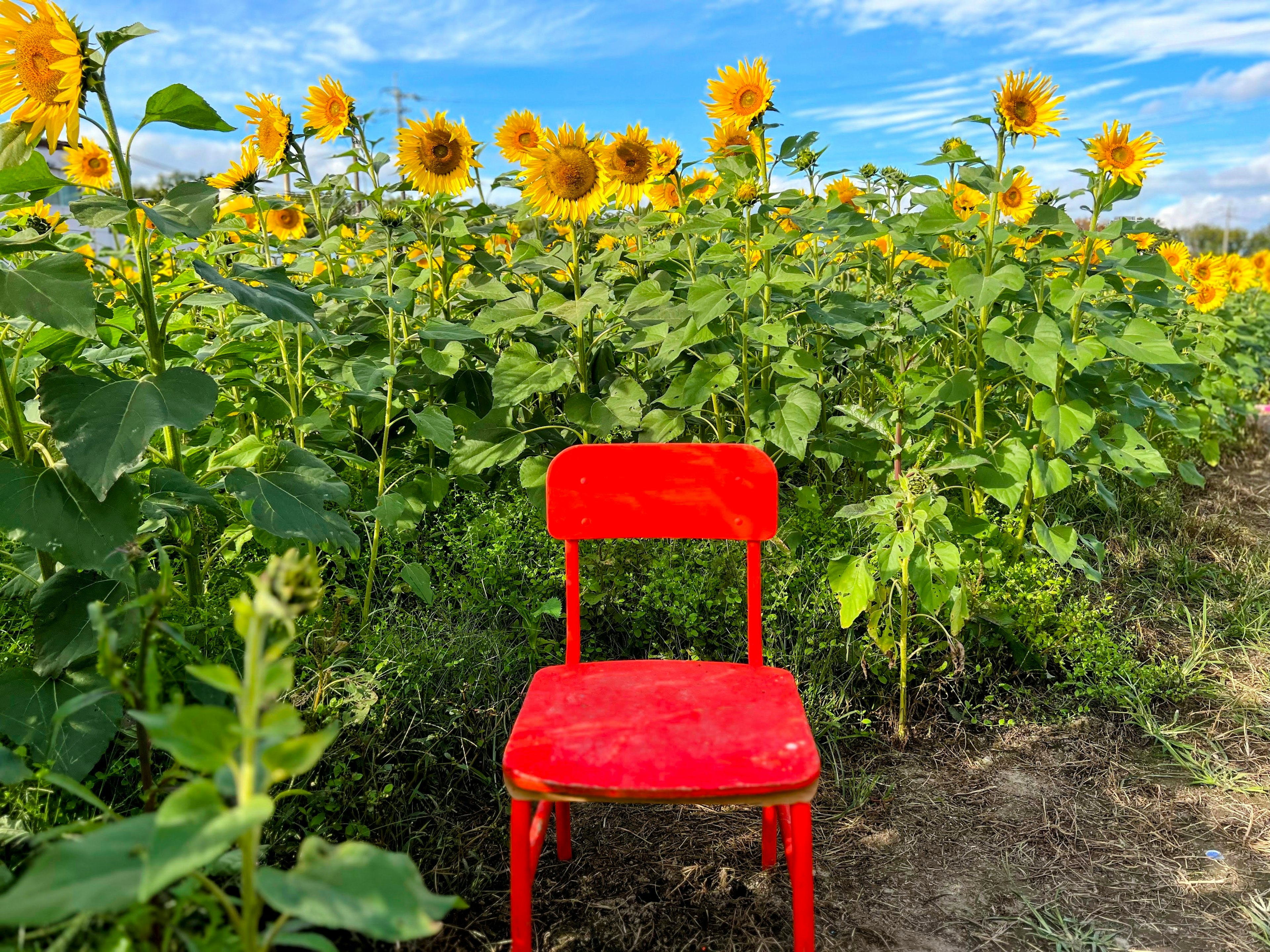 Una silla roja colocada en un campo de girasoles bajo un cielo azul