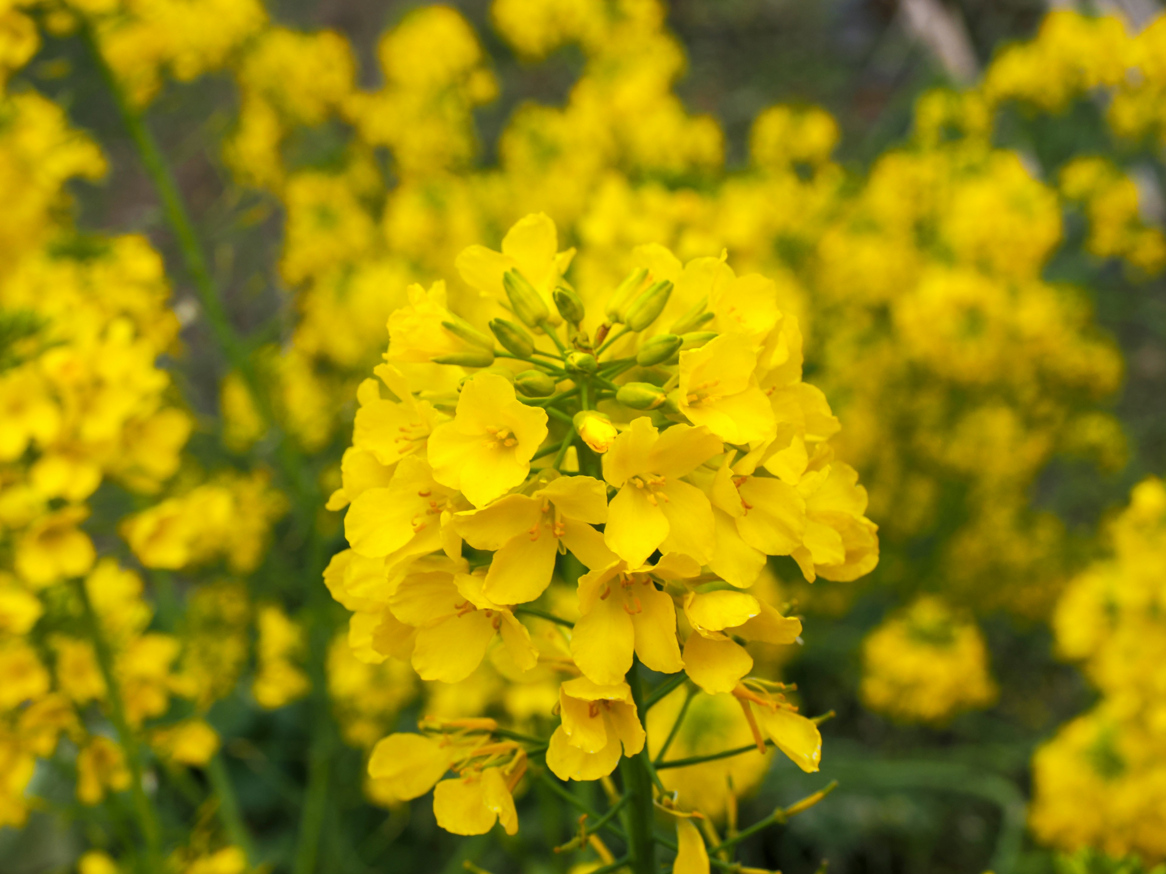 Nahaufnahme einer blühenden Pflanze mit lebhaften gelben Blumen