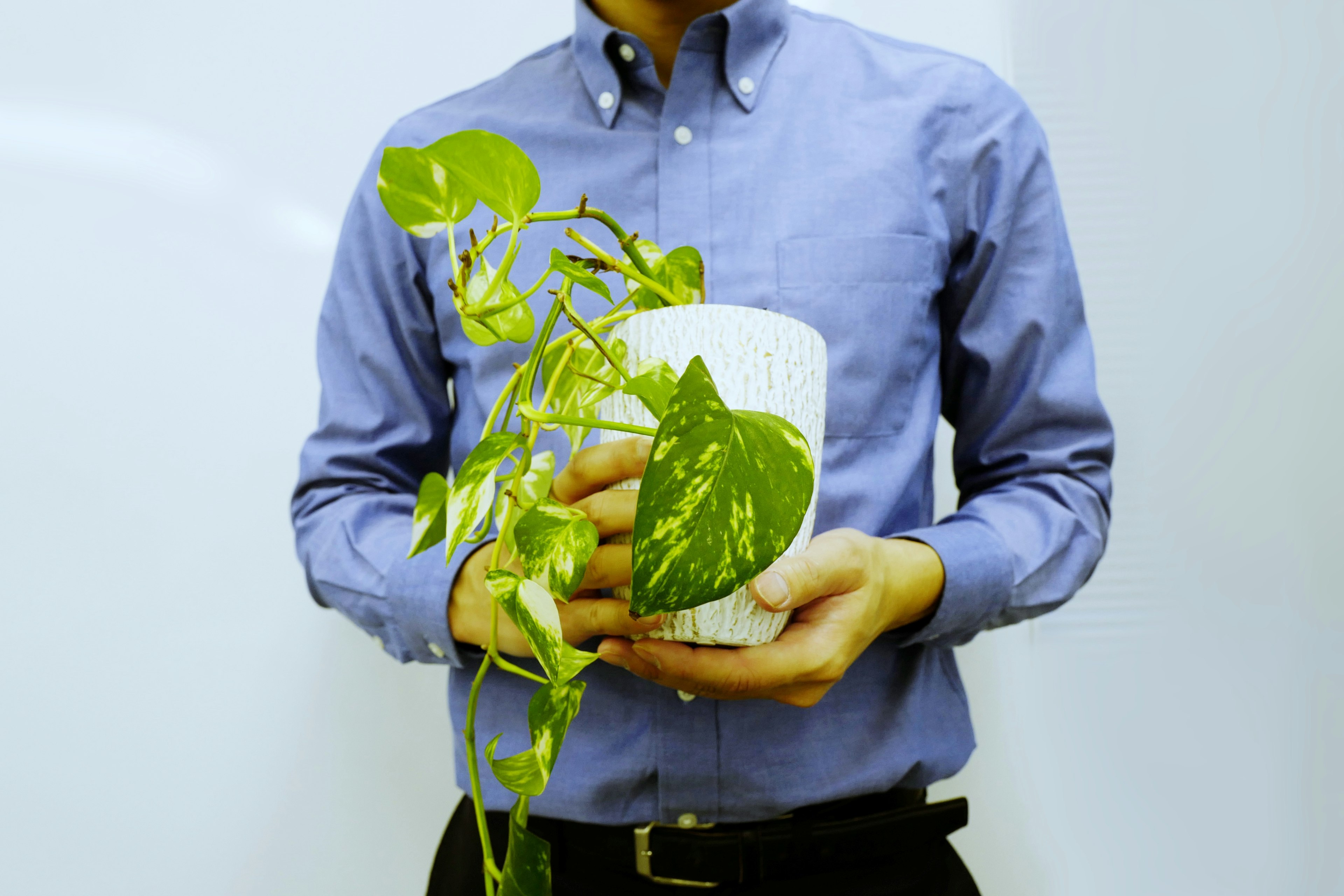 男性が観葉植物を持っている青いシャツの写真