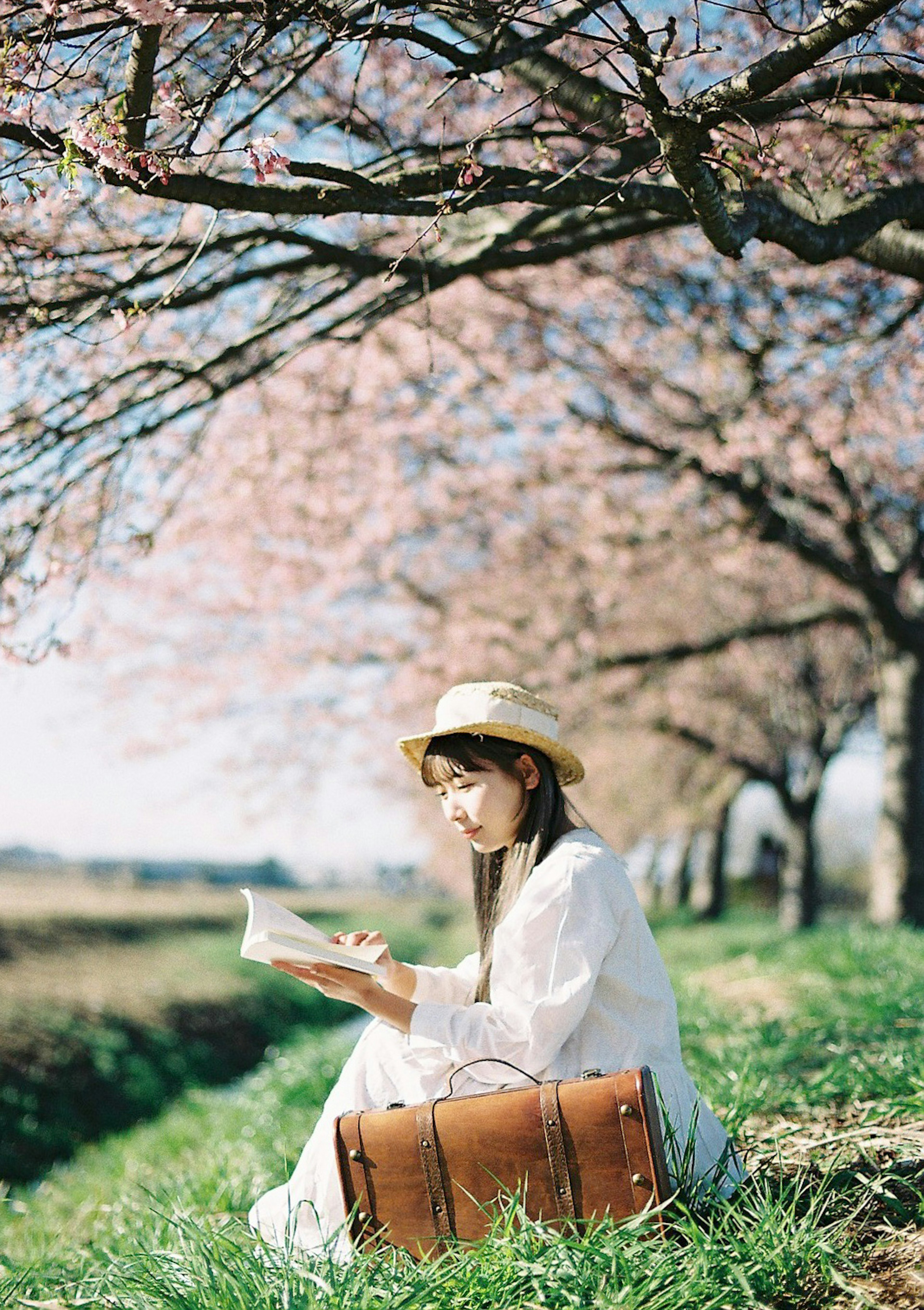 A serene scene of a woman reading a book under cherry blossom trees