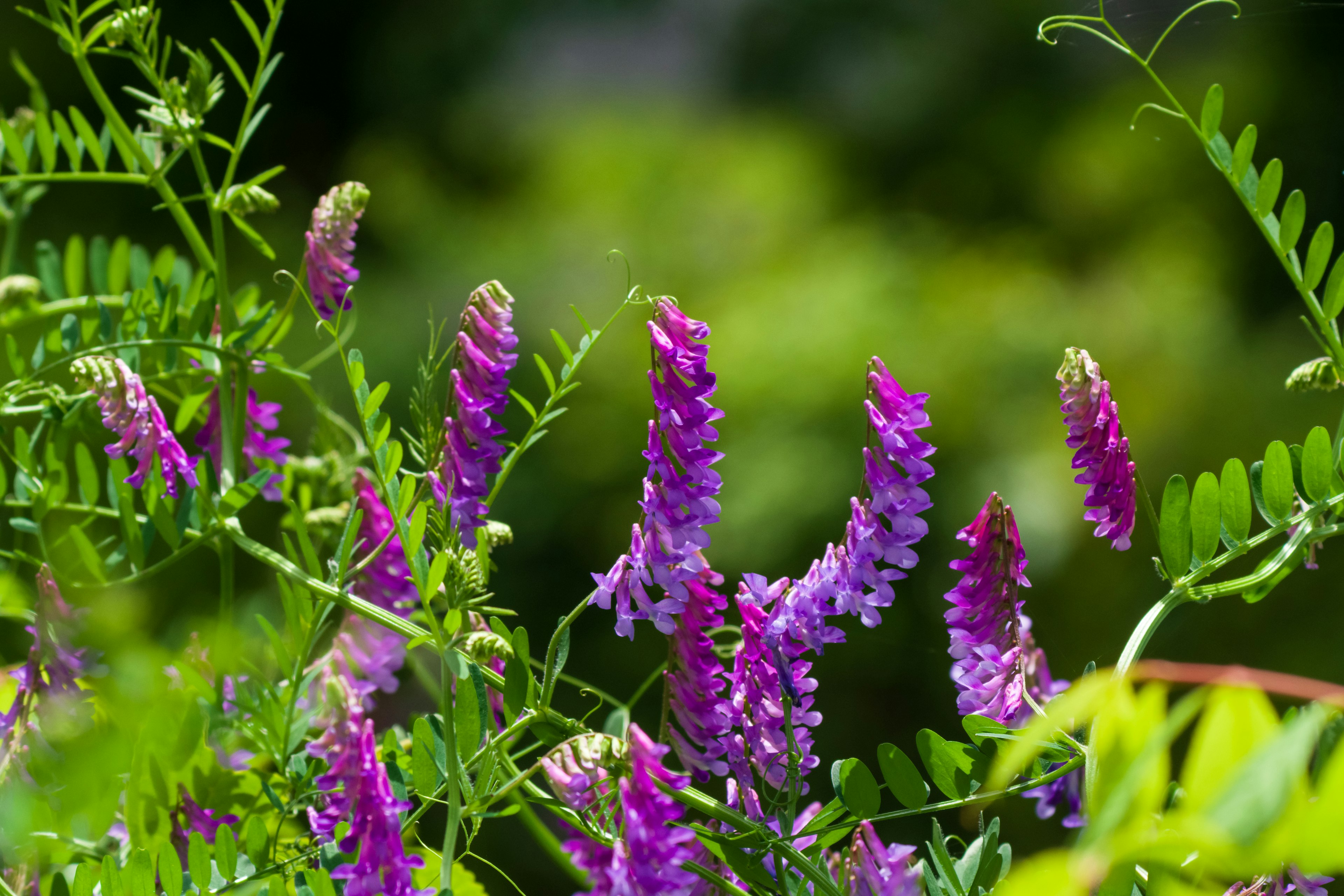 Nahaufnahme von lila Blumen umgeben von grünen Blättern