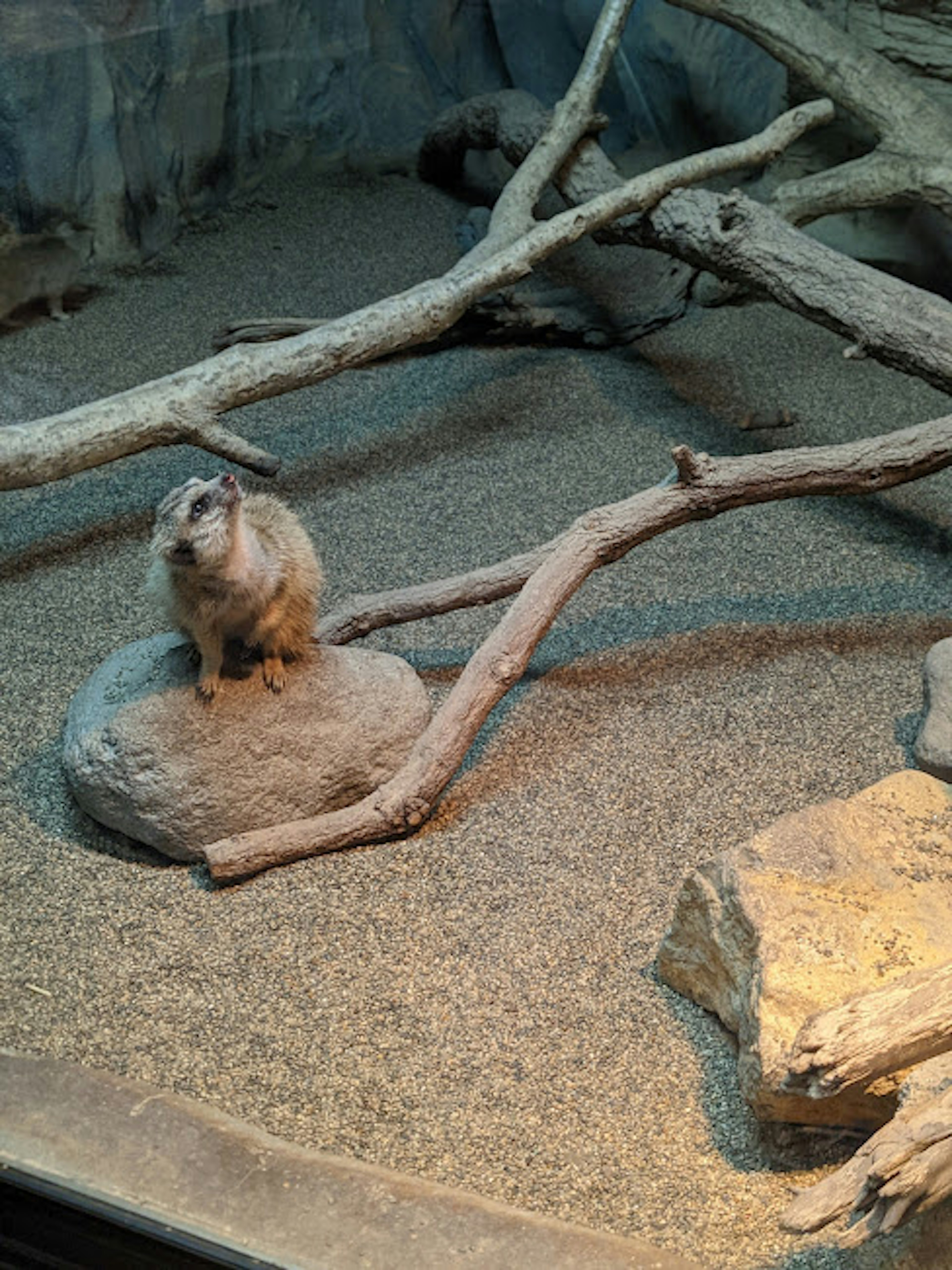 Petit animal assis sur une pierre dans un environnement sablonneux avec des branches éparpillées