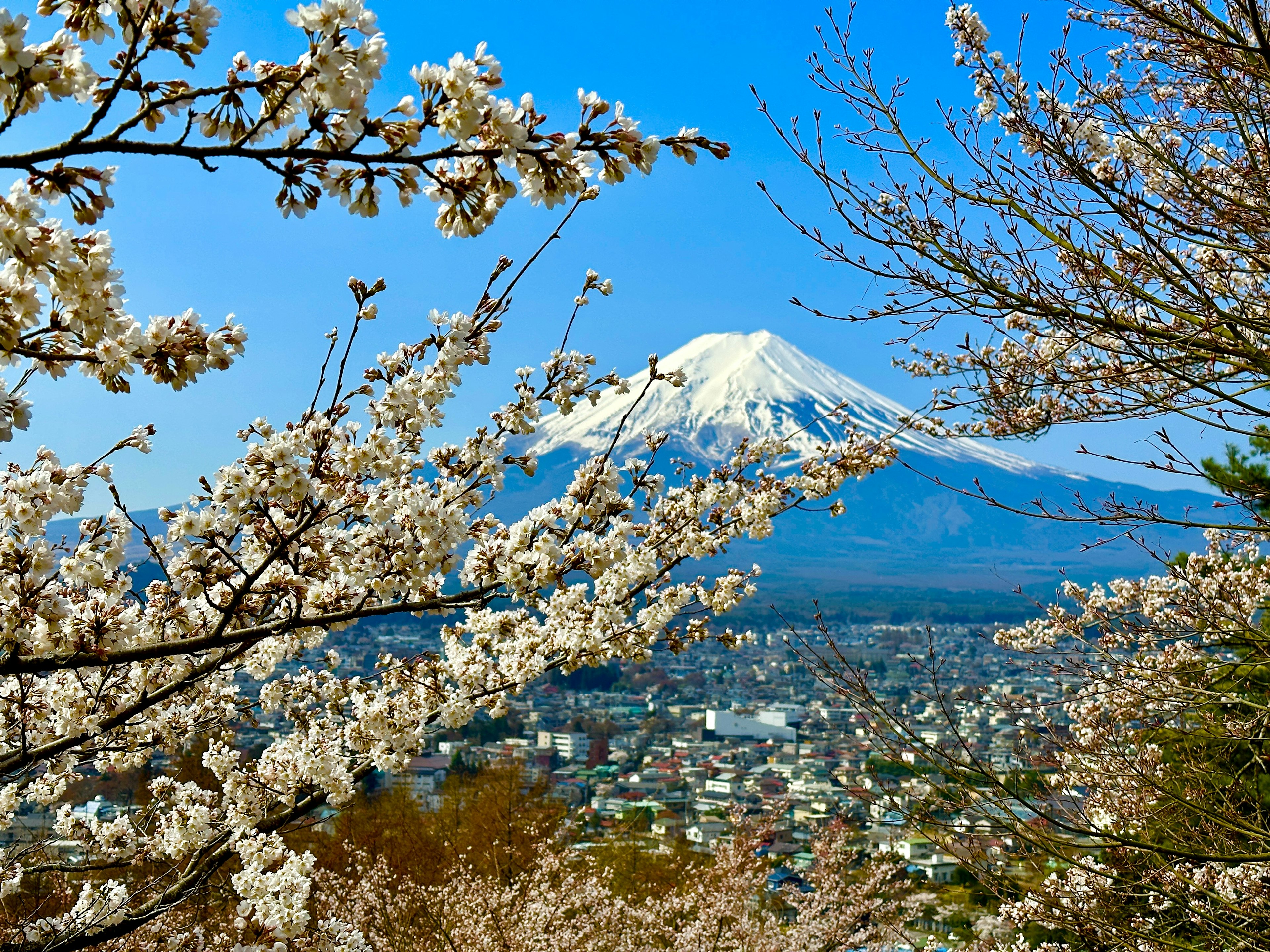 Hermoso paisaje con el monte Fuji y cerezos en flor