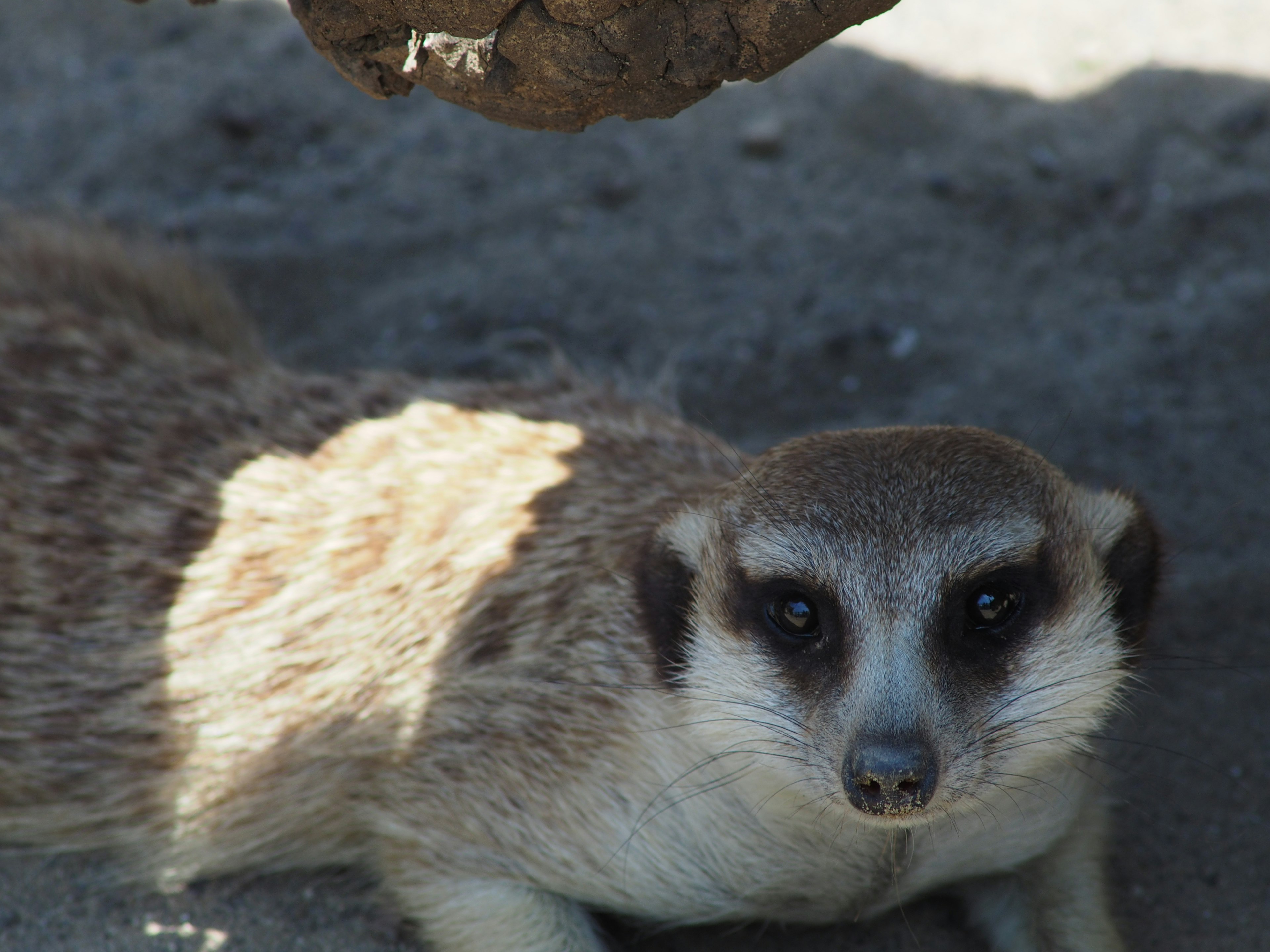 Acercamiento de una suricata sobre arena bajo luz natural