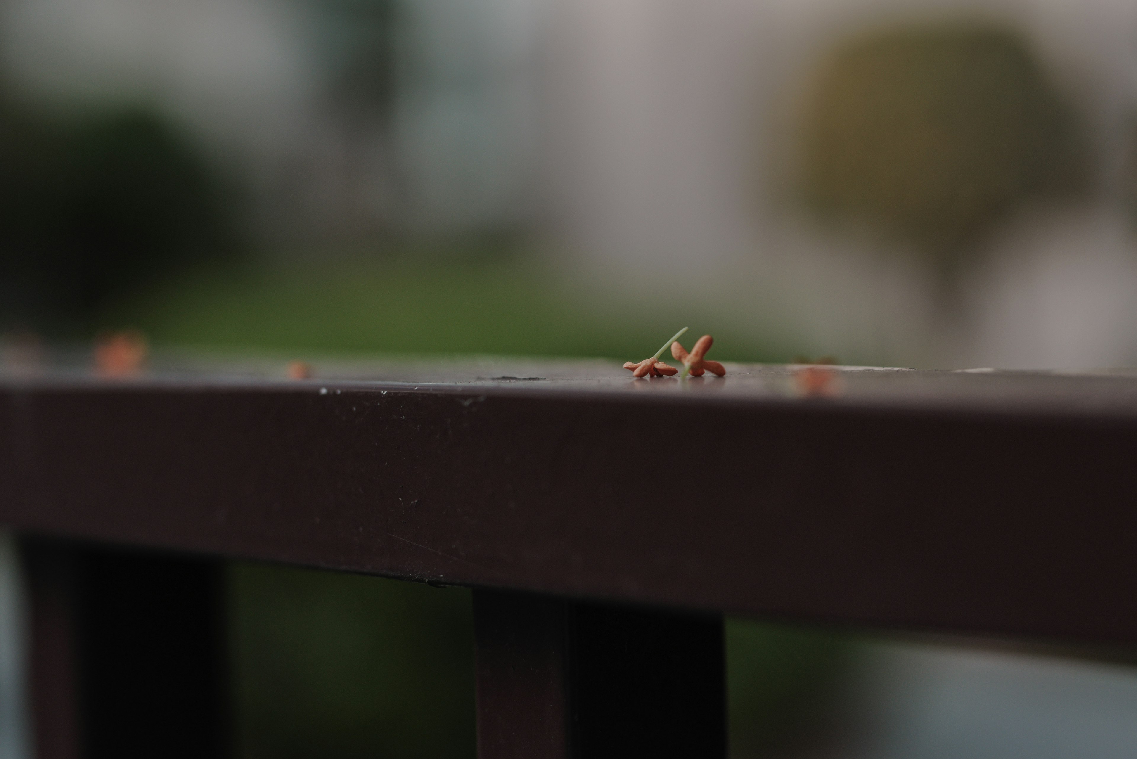 A small insect on a brown railing with a blurred background