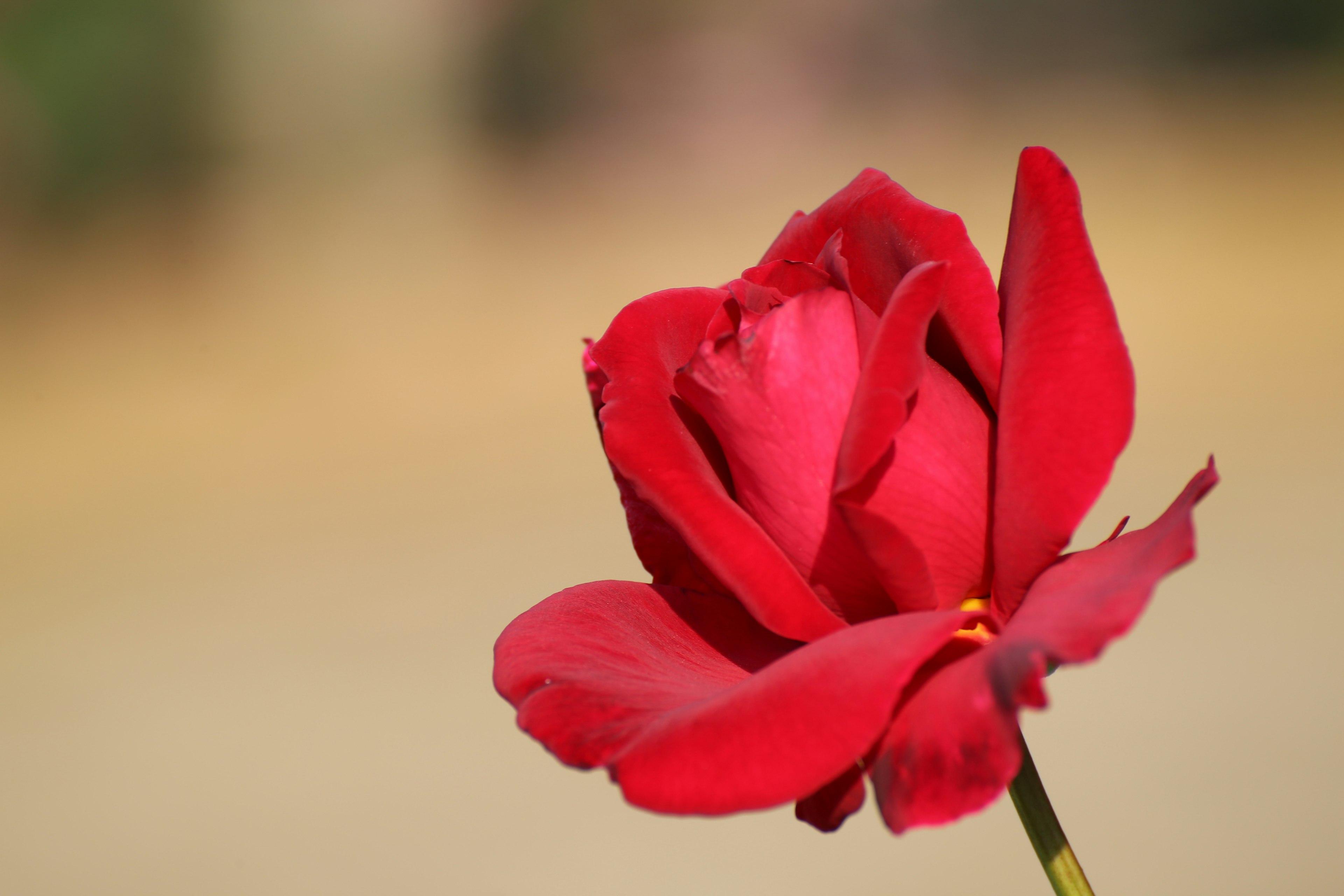 Eine lebhafte rote Rose hebt sich vor einem verschwommenen Hintergrund ab