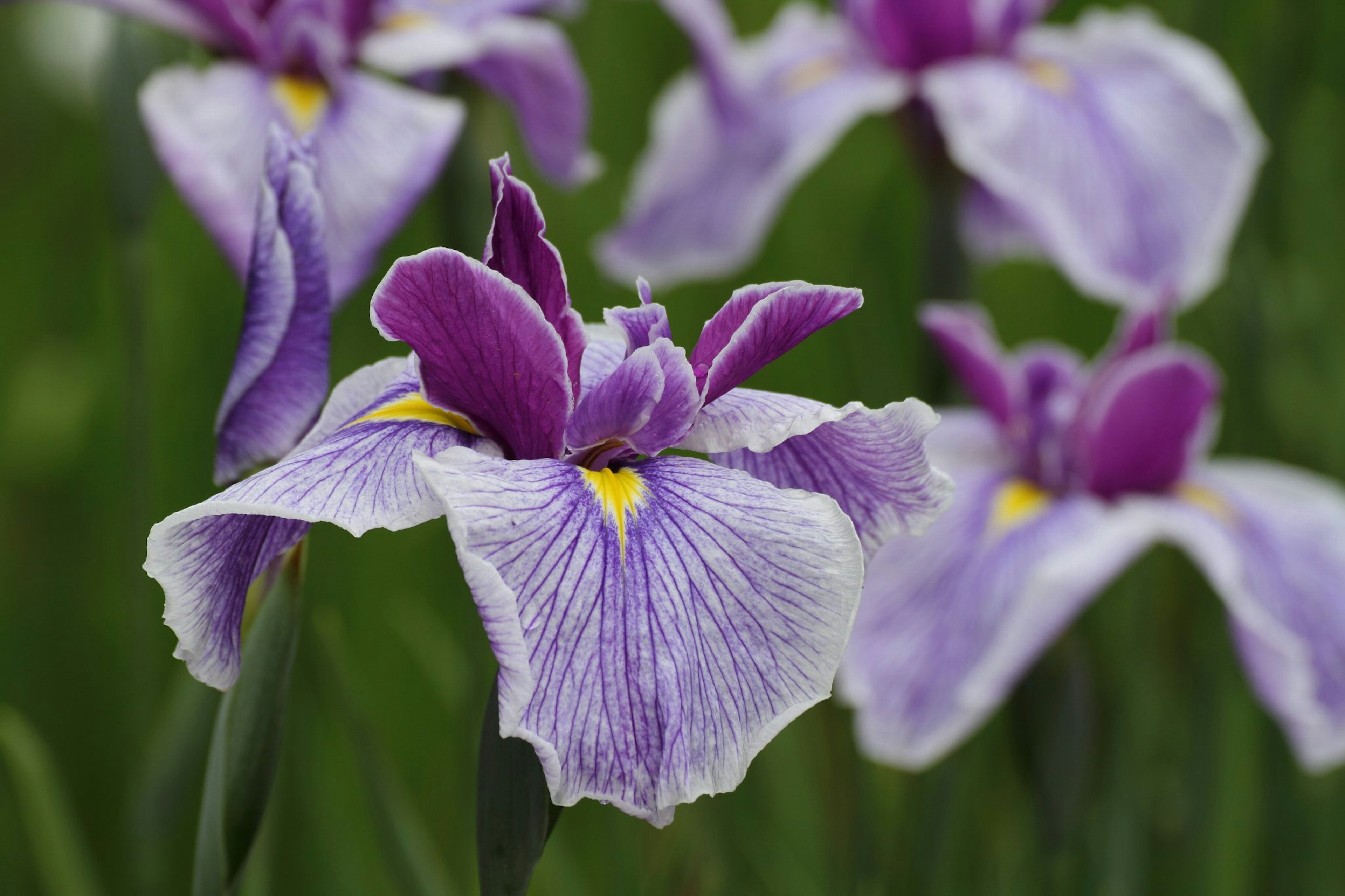 Fleurs d'iris violettes en pleine floraison