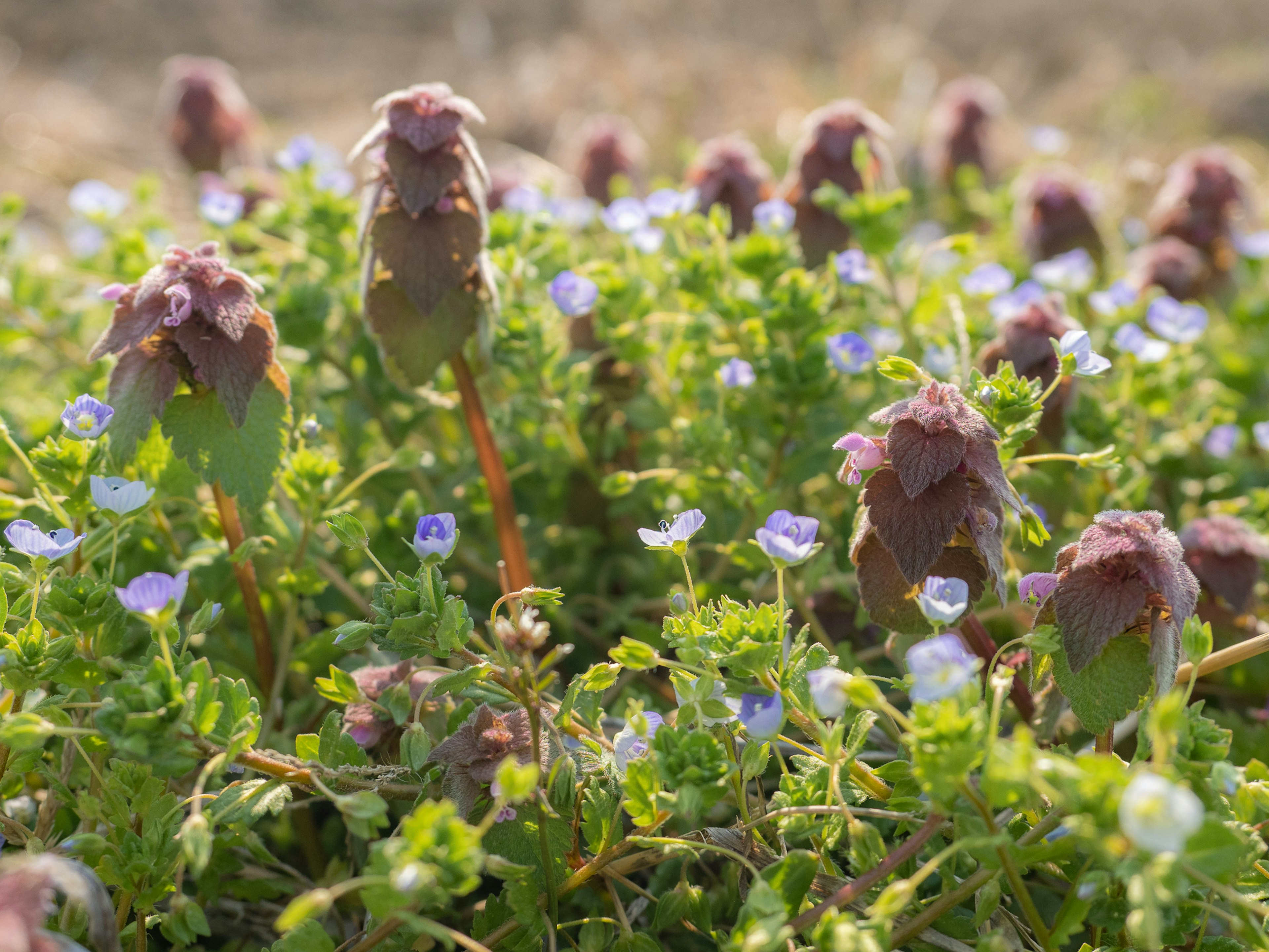 Cluster of purple flowers with green foliage