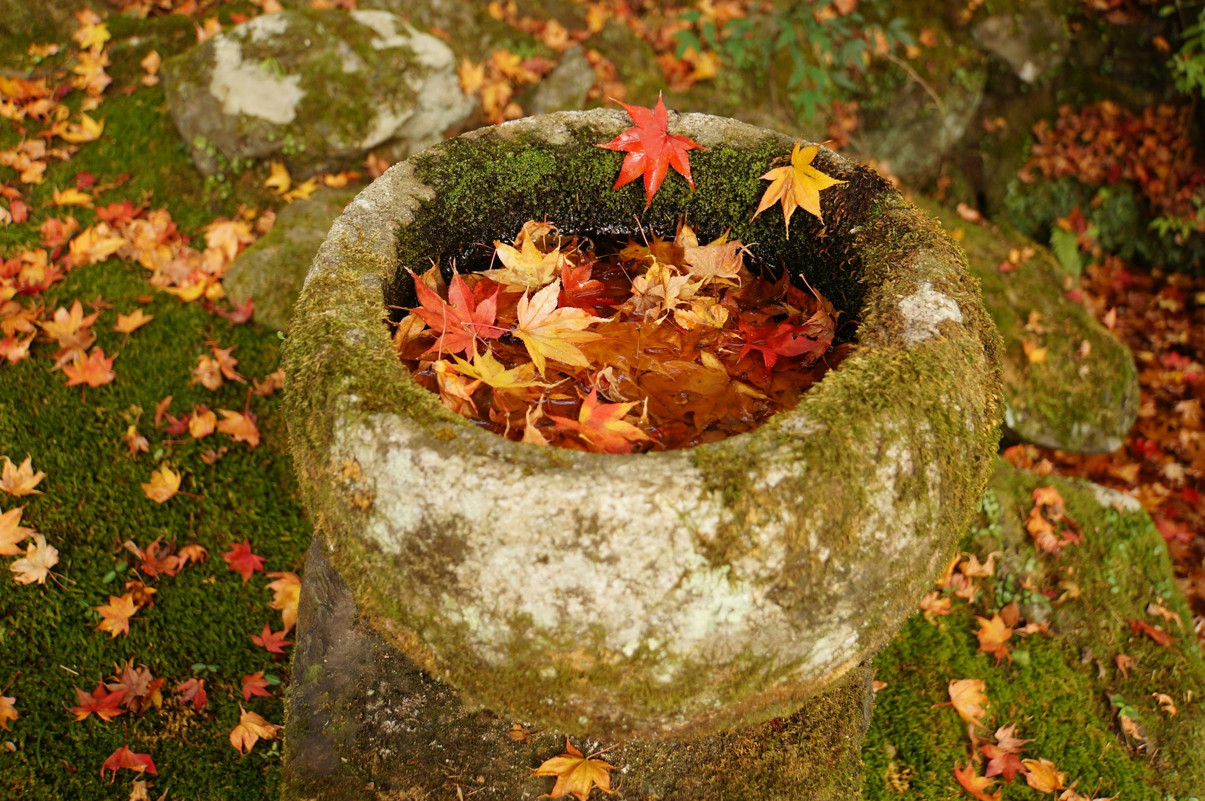 Steinbecken gefüllt mit Herbstblättern umgeben von Moos und Steinen