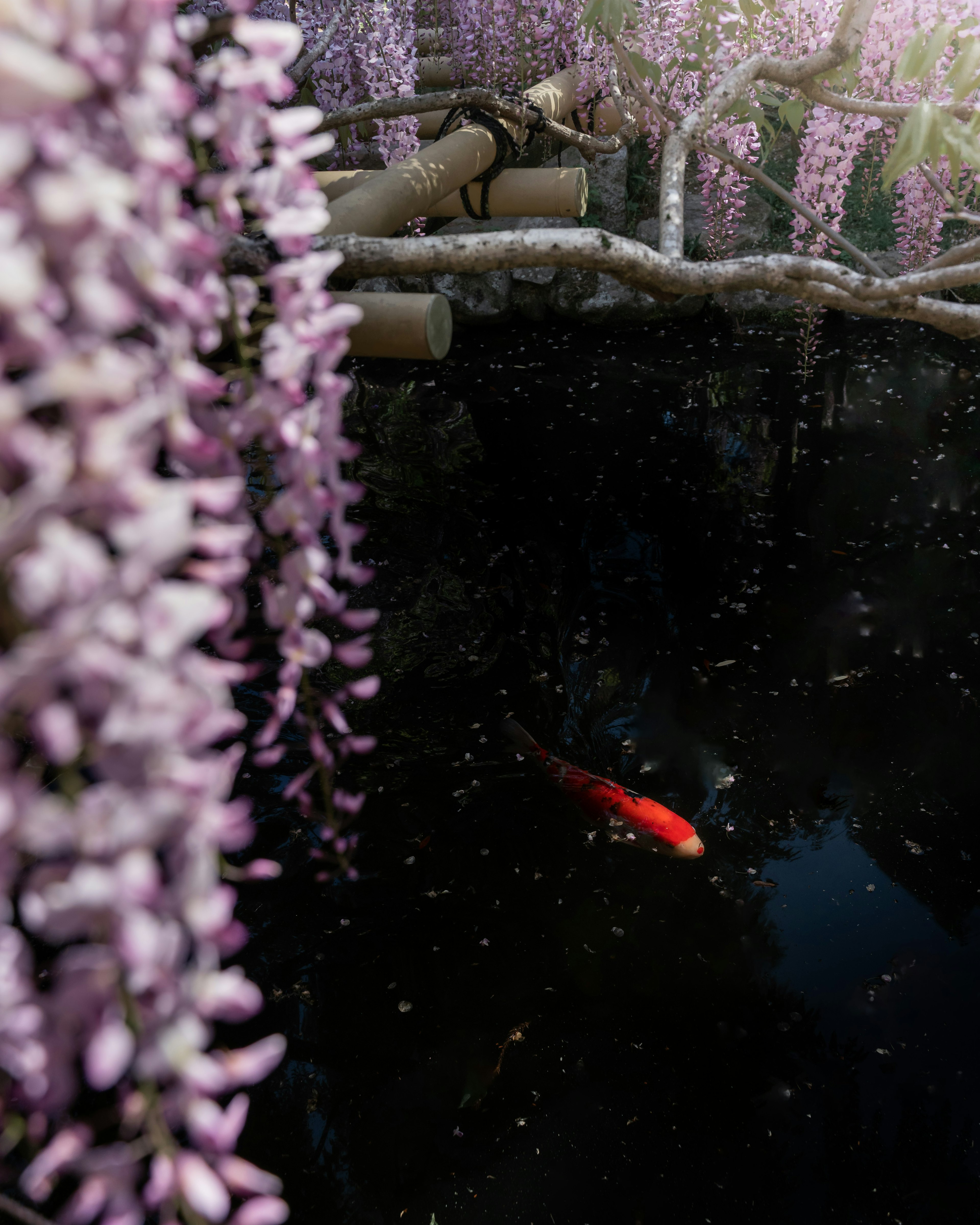 Un laghetto con fiori di glicine viola appesi e un pesce koi rosso che nuota