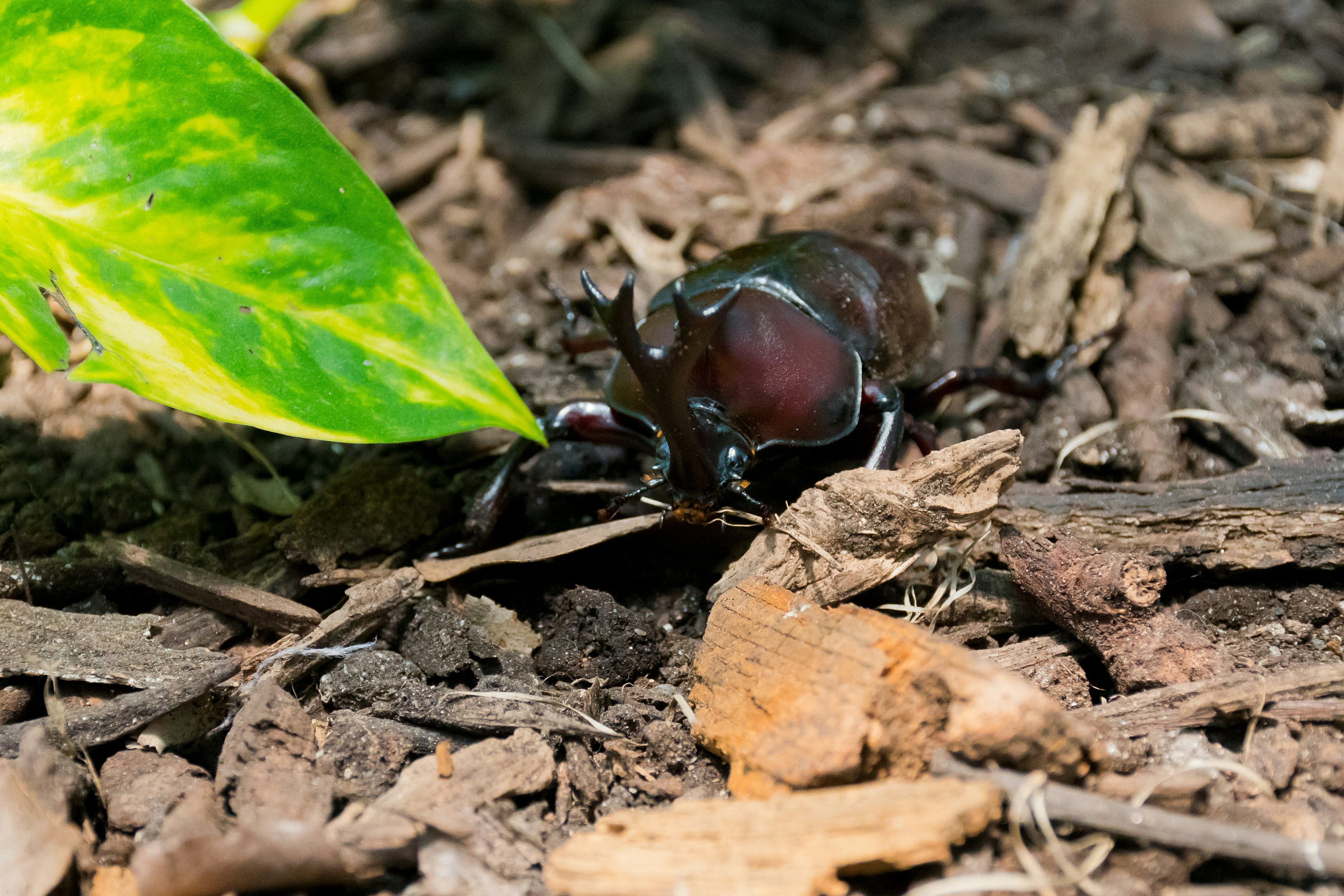 A black insect hiding under a leaf on the ground