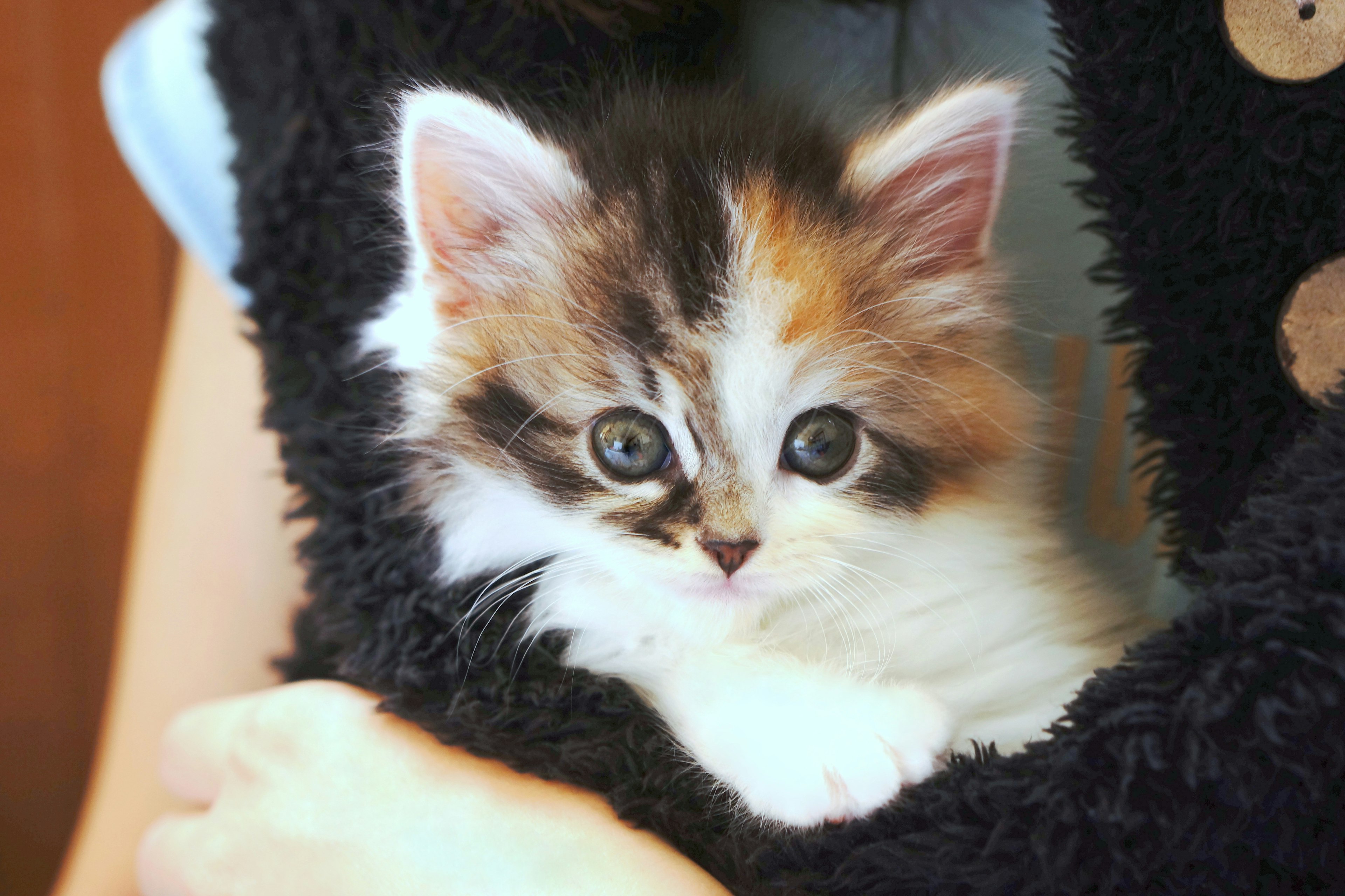 A kitten nestled in a black fur-like fabric