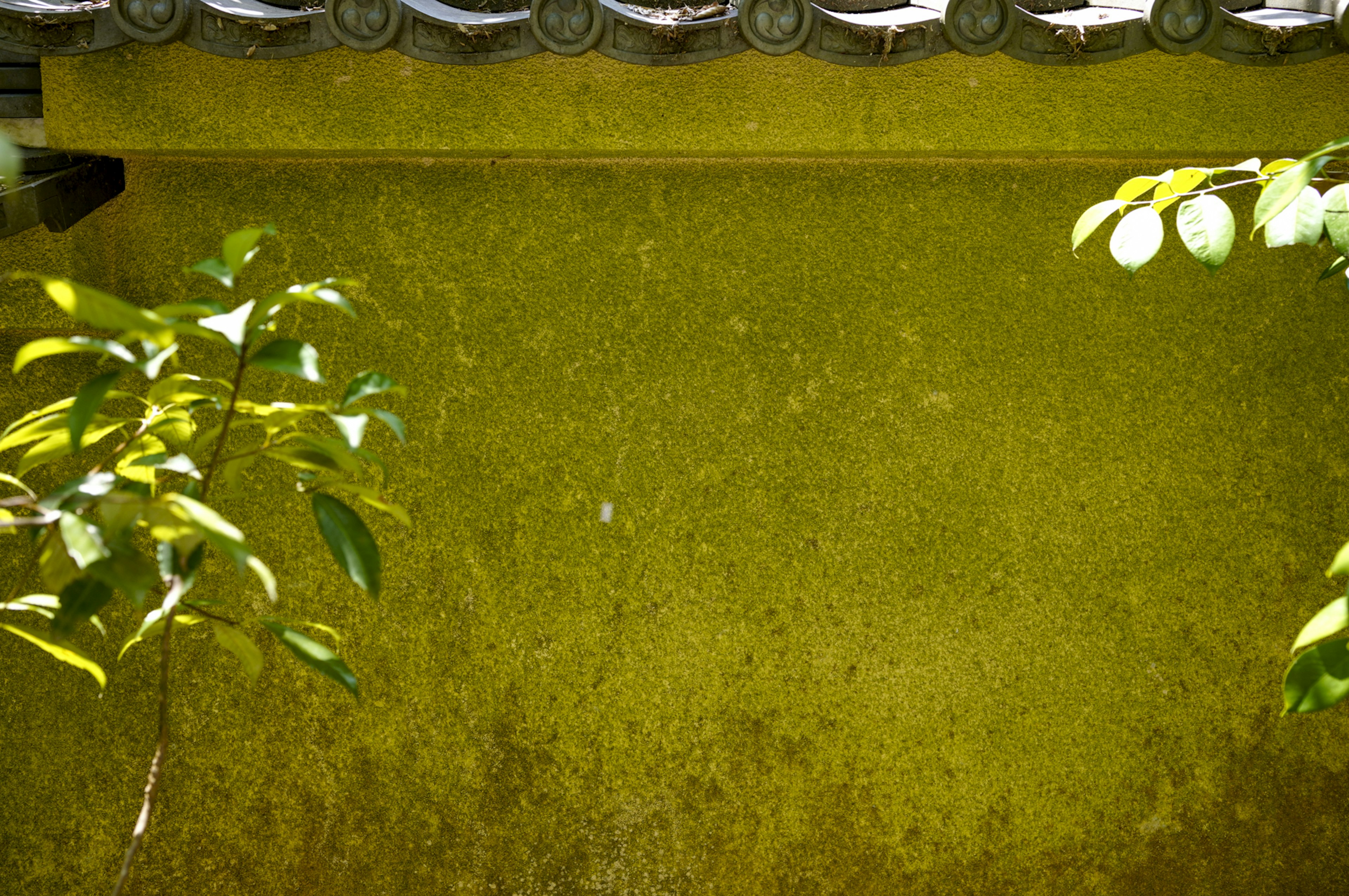 Photo of a green wall with leaves in the foreground