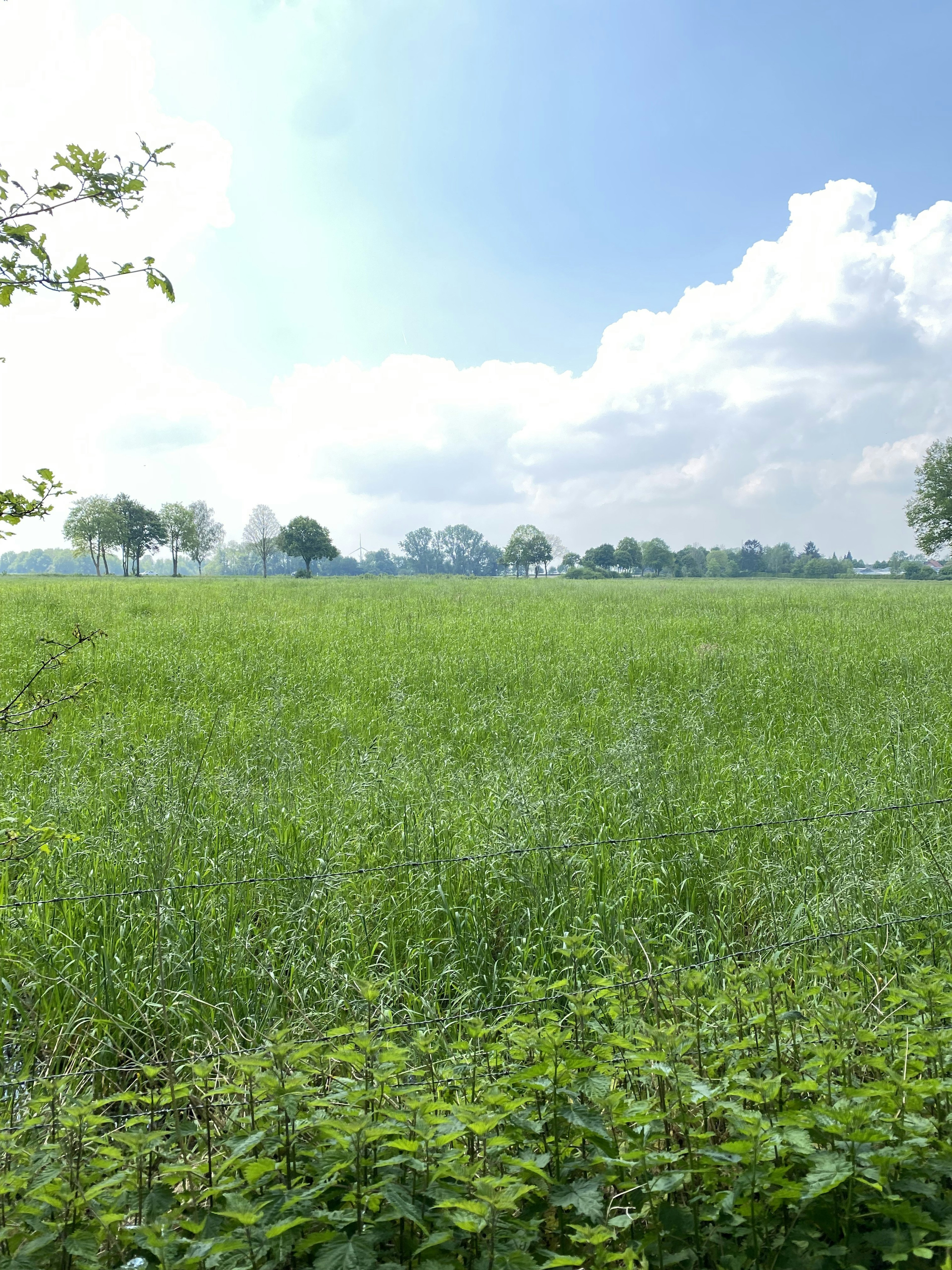 Campo verde lussureggiante sotto un cielo blu brillante